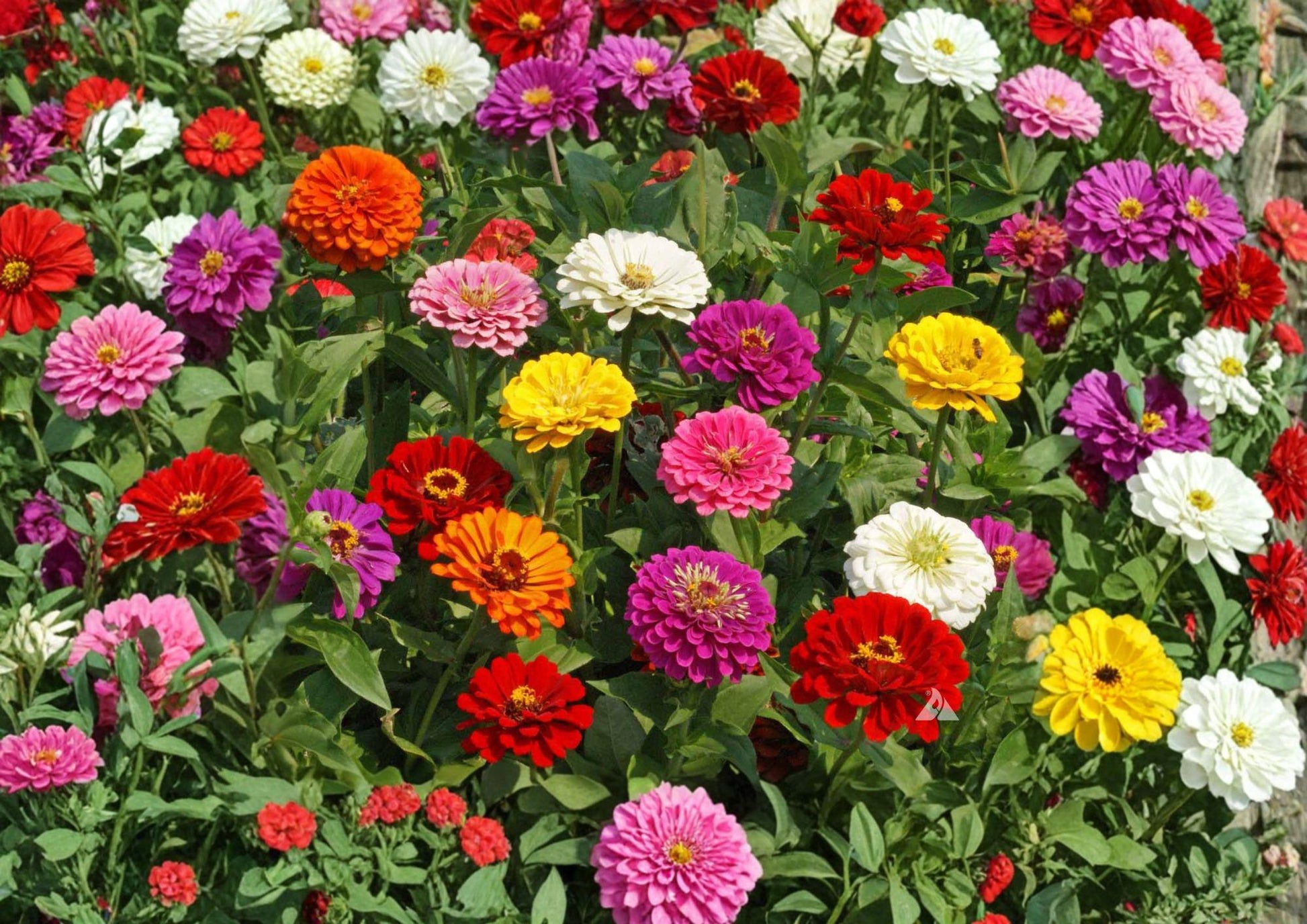 California Giant Zinnia Seeds, Mixed Colors, Large Bloom, Heirloom Flower Seeds for Garden, Cut Flowers, Pollinator Attractant