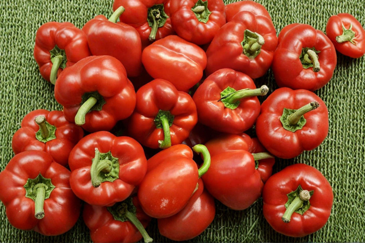 Giant Red Bell Pepper Seeds – Heirloom, Non-GMO, High Yield Vegetable Garden Planting, Large Thick-Walled Fruits