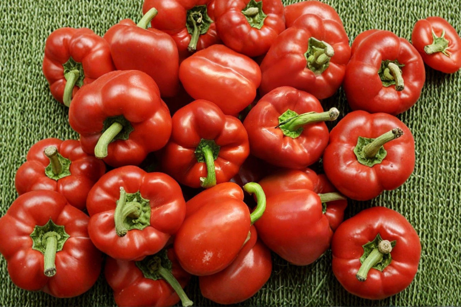Giant Red Bell Pepper Seeds – Heirloom, Non-GMO, High Yield Vegetable Garden Planting, Large Thick-Walled Fruits