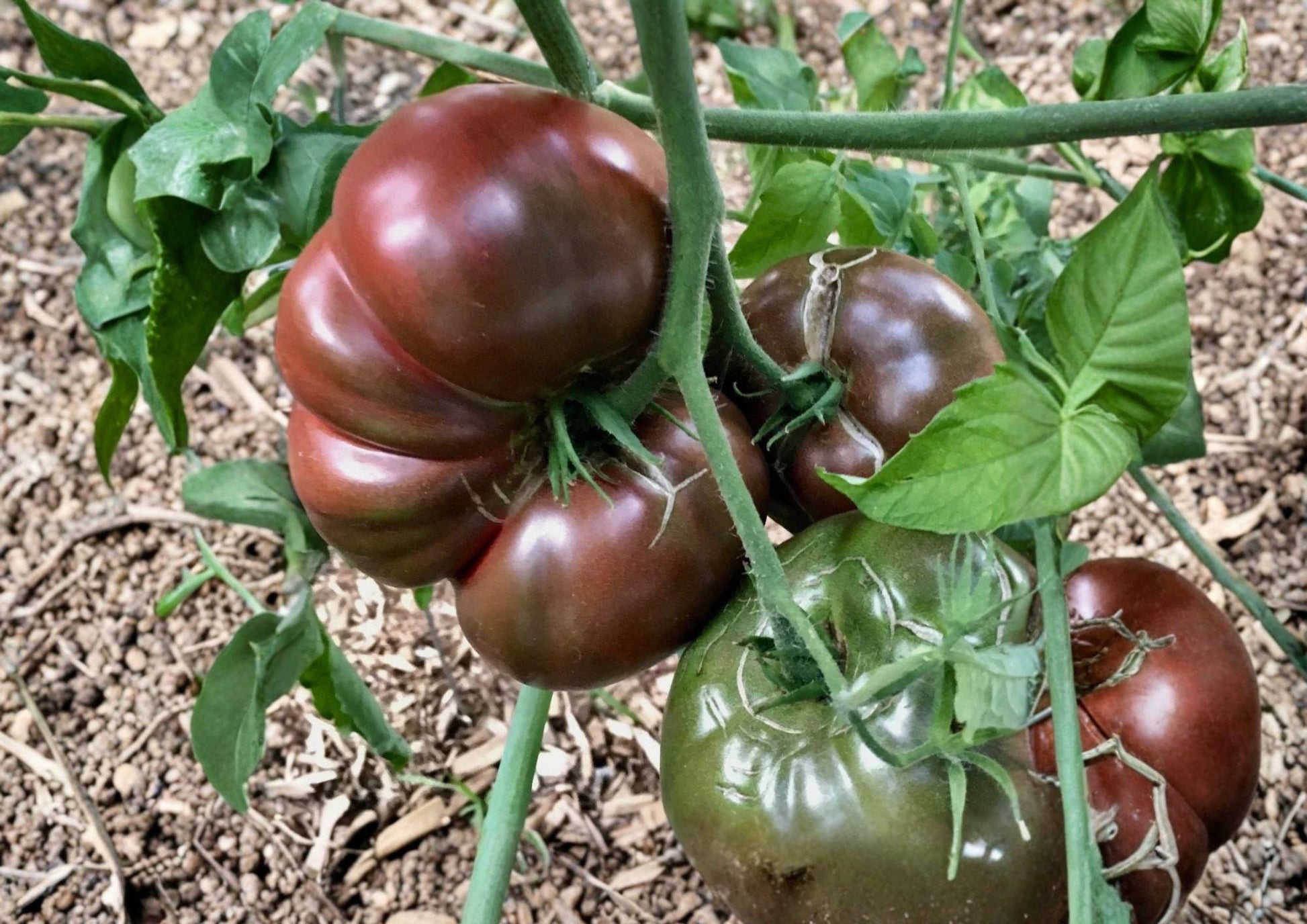 Cherokee Purple Tomato Seeds – Heirloom Non-GMO Slicer Vegetable Seeds for Home Gardens, Rich Flavor, Deep Purple Red, Indeterminate Plant