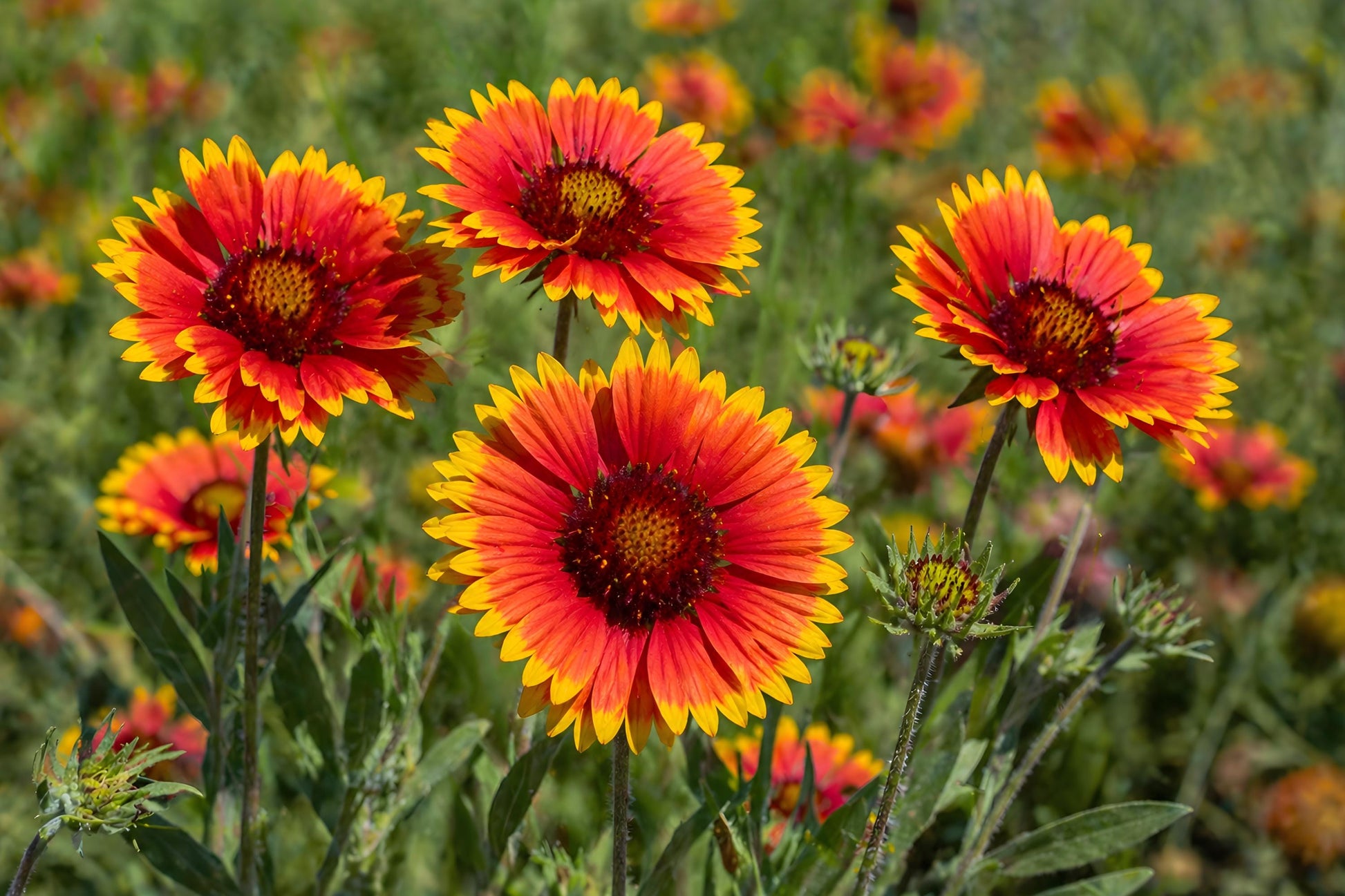 Blanket Flower Seeds 25 Gaillardia aristata Bright Drought-Tolerant Wildflower for Borders & Pollinator Gardens