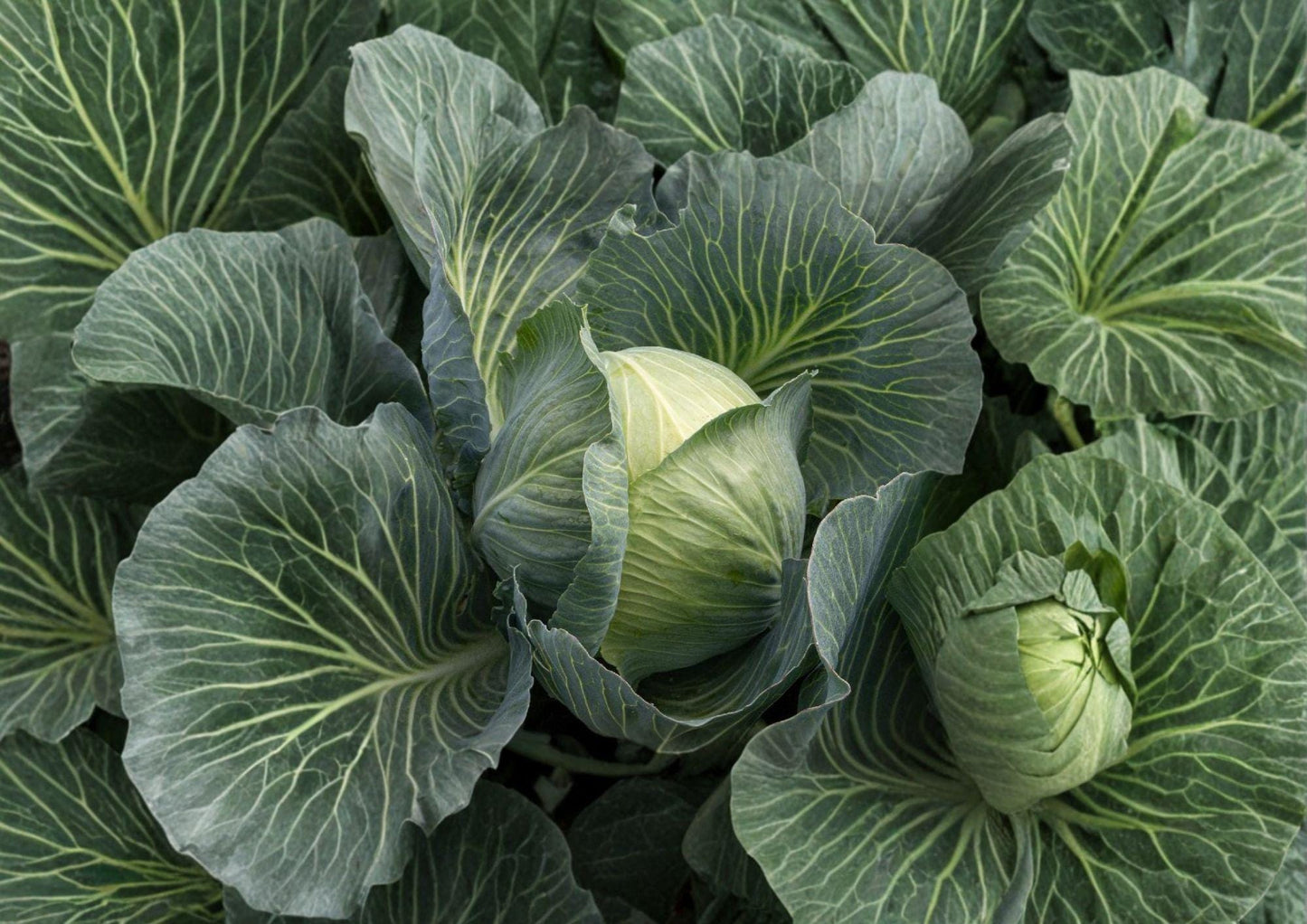 Early Round Dutch Cabbage Seeds – Heirloom Non-GMO, Compact Round Head, Crisp Leaves, Vegetable Seeds for Garden Planting