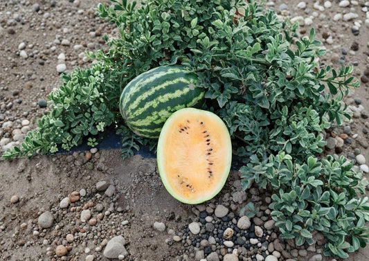 10 Orange Krush Watermelon Seeds - Heirloom, Juicy Orange Flesh, Garden Planting, Citrullus lanatus