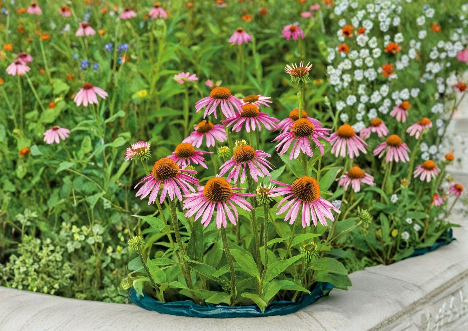 Purple Coneflower Seeds, Perennial Wildflower, Echinacea purpurea, Drought Tolerant, Pollinator Friendly, Garden Planting, 300+ Seeds