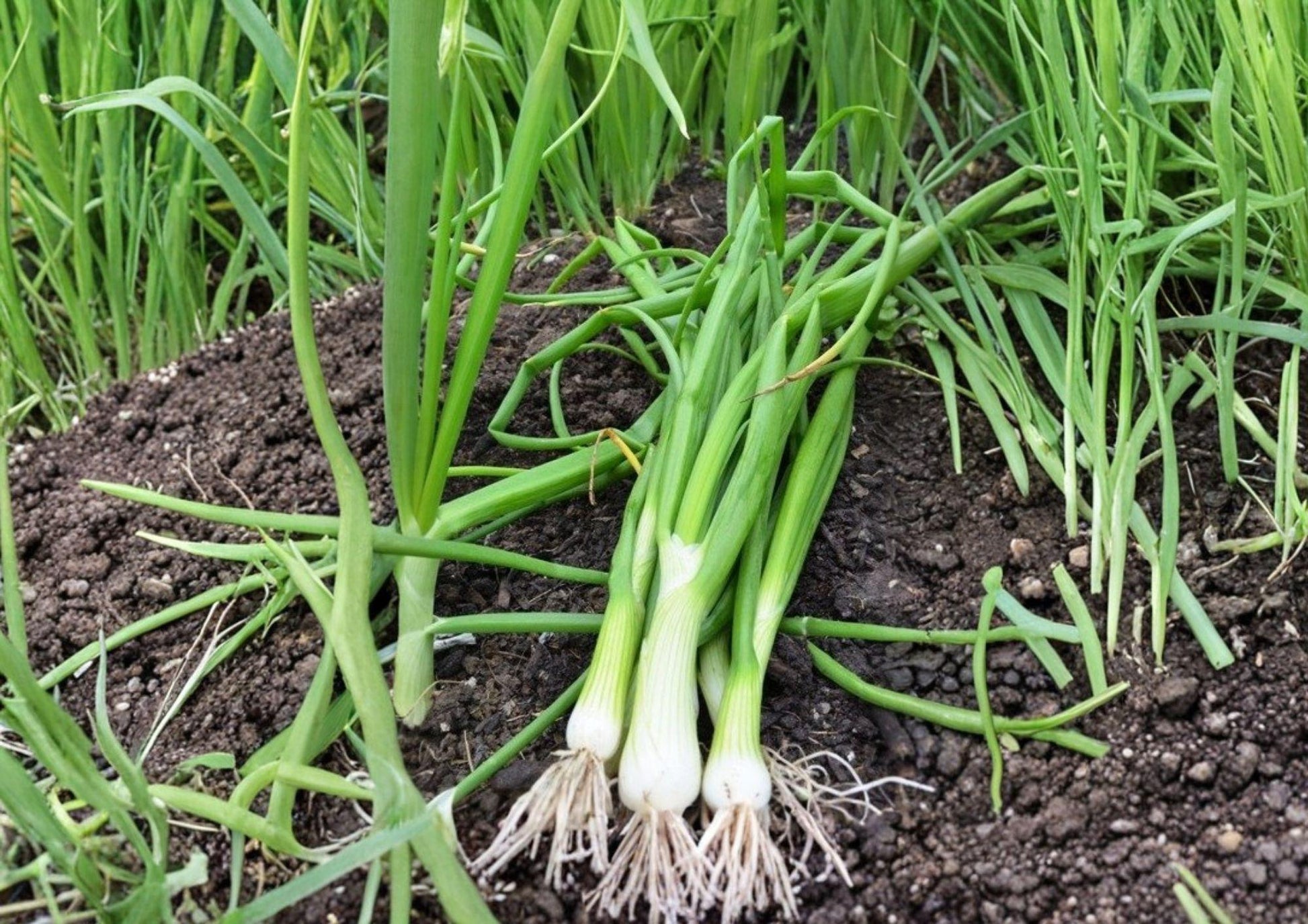 White Lisbon Onion Seeds – Bunching Scallion Heirloom Vegetable Seeds for Garden, Green Onion, Fast-Growing, Culinary, Fresh Green Onions