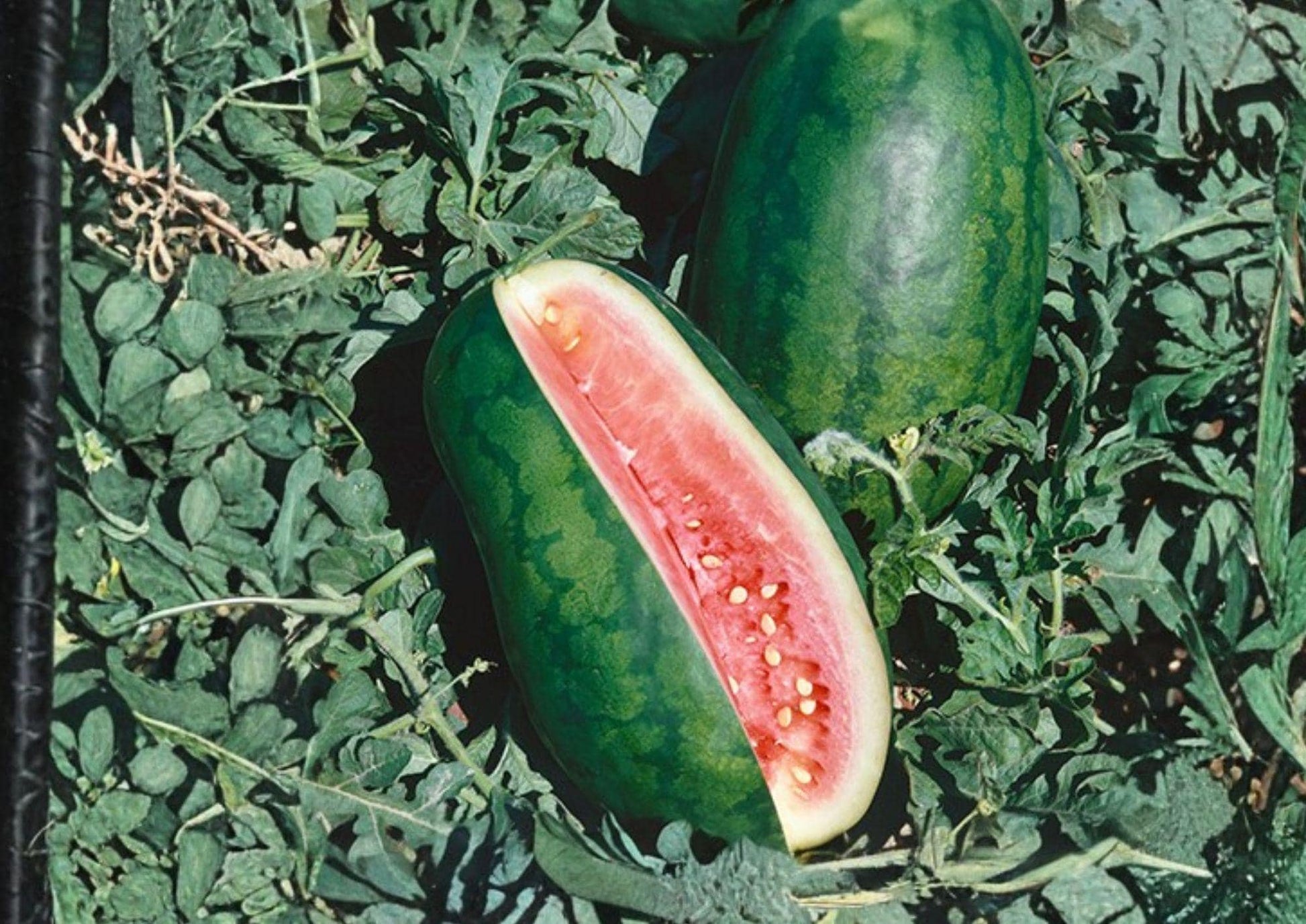 Congo Watermelon Seeds, Heirloom Organic Non-GMO, Large Red Flesh Melon, Summer Fruit, Citrullus lanatus, 12 Seeds