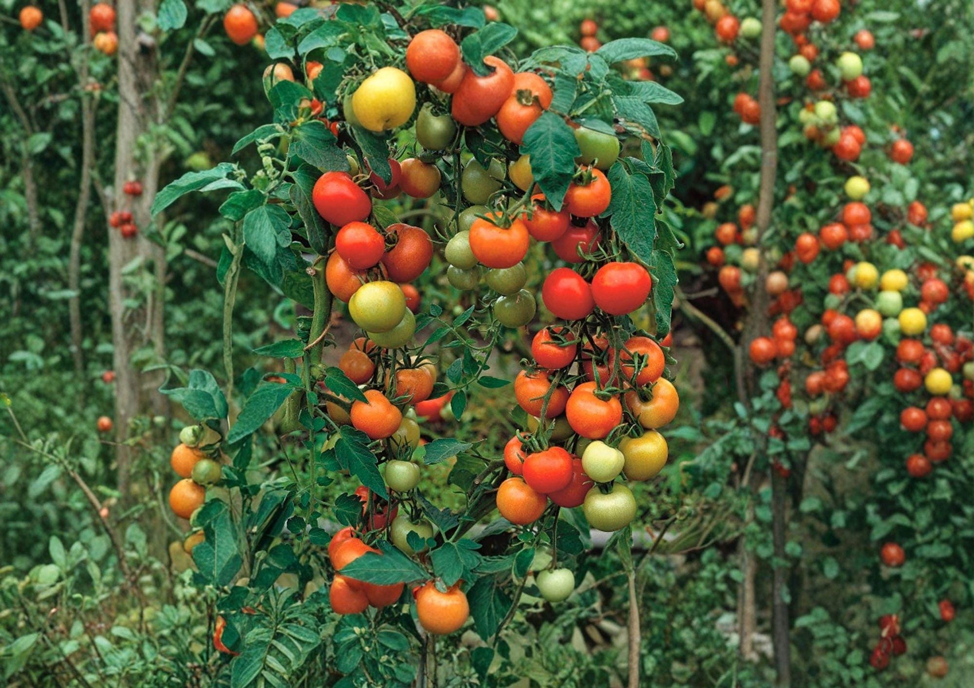 120+ Moneymaker Tomato Seeds, Heirloom Non-GMO Vegetable Seeds for Garden Planting, High-Yield Slicing Tomato Variety