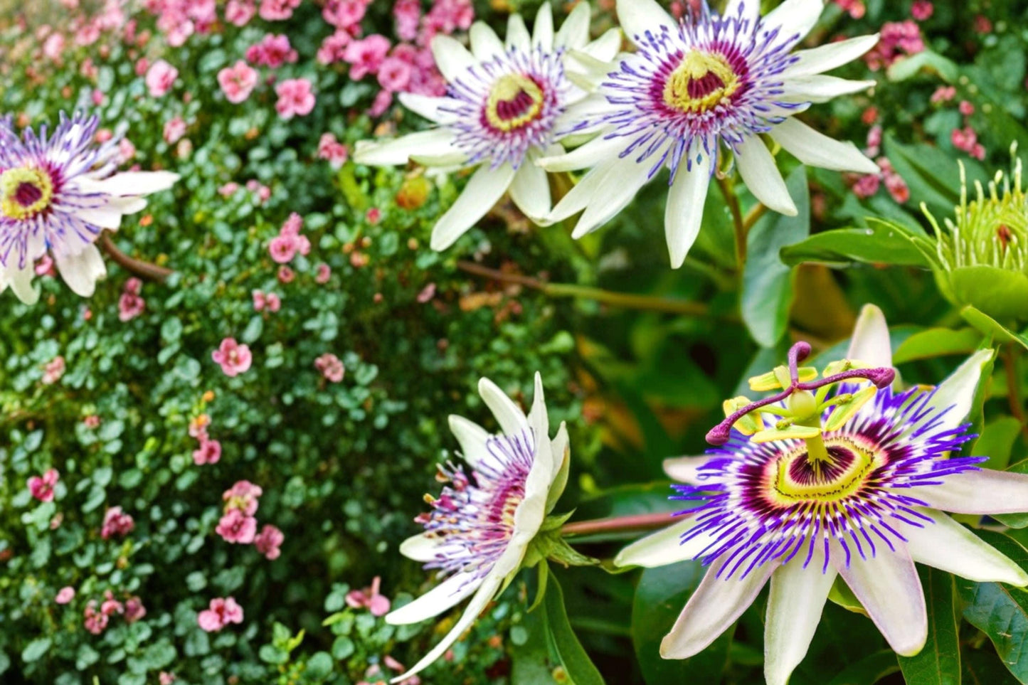 Passion Flower Seeds – Passiflora caerulea Climbing Vine for Vertical Gardens & Trellises, Ornamental Flowering Plant