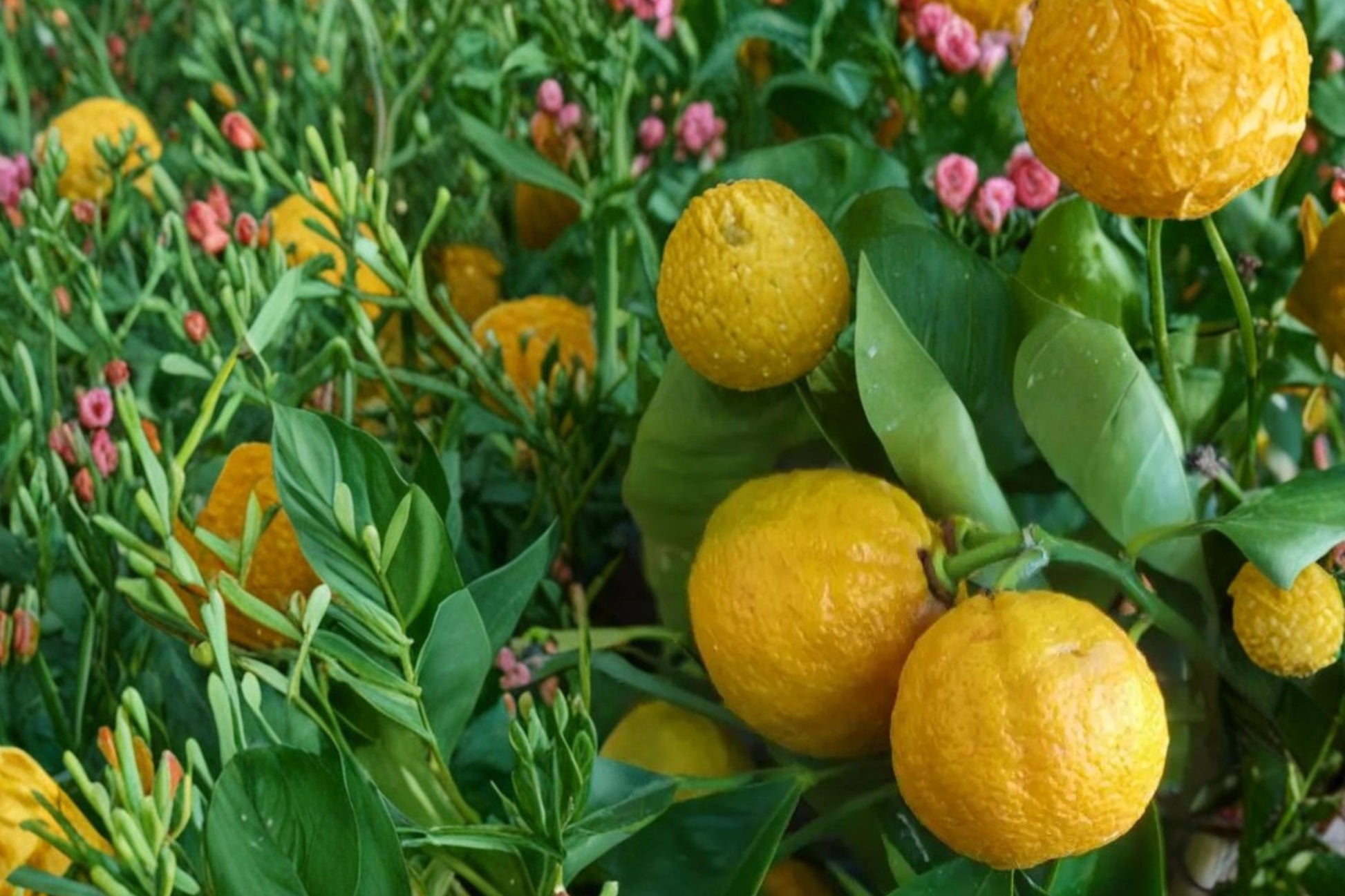 Dwarf Orange Tree Seeds – Citrus sinensis – Compact Fruit Tree for Containers & Small Gardens