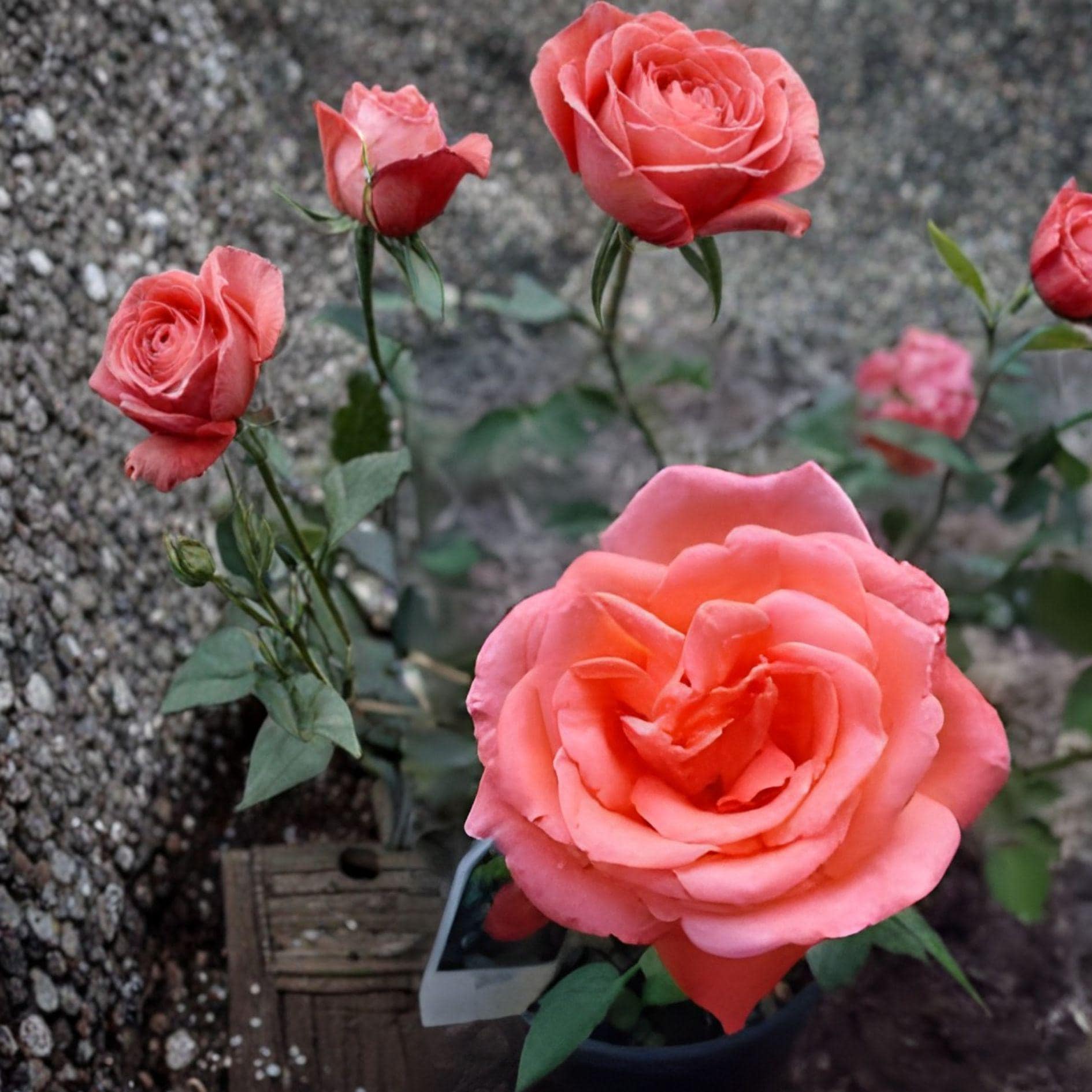 Tropicana Rose Hybrid Tea Plant – Orange Blooms, 1 Gallon, Rosa spp. Perennial Shrub for Garden Beds & Landscape