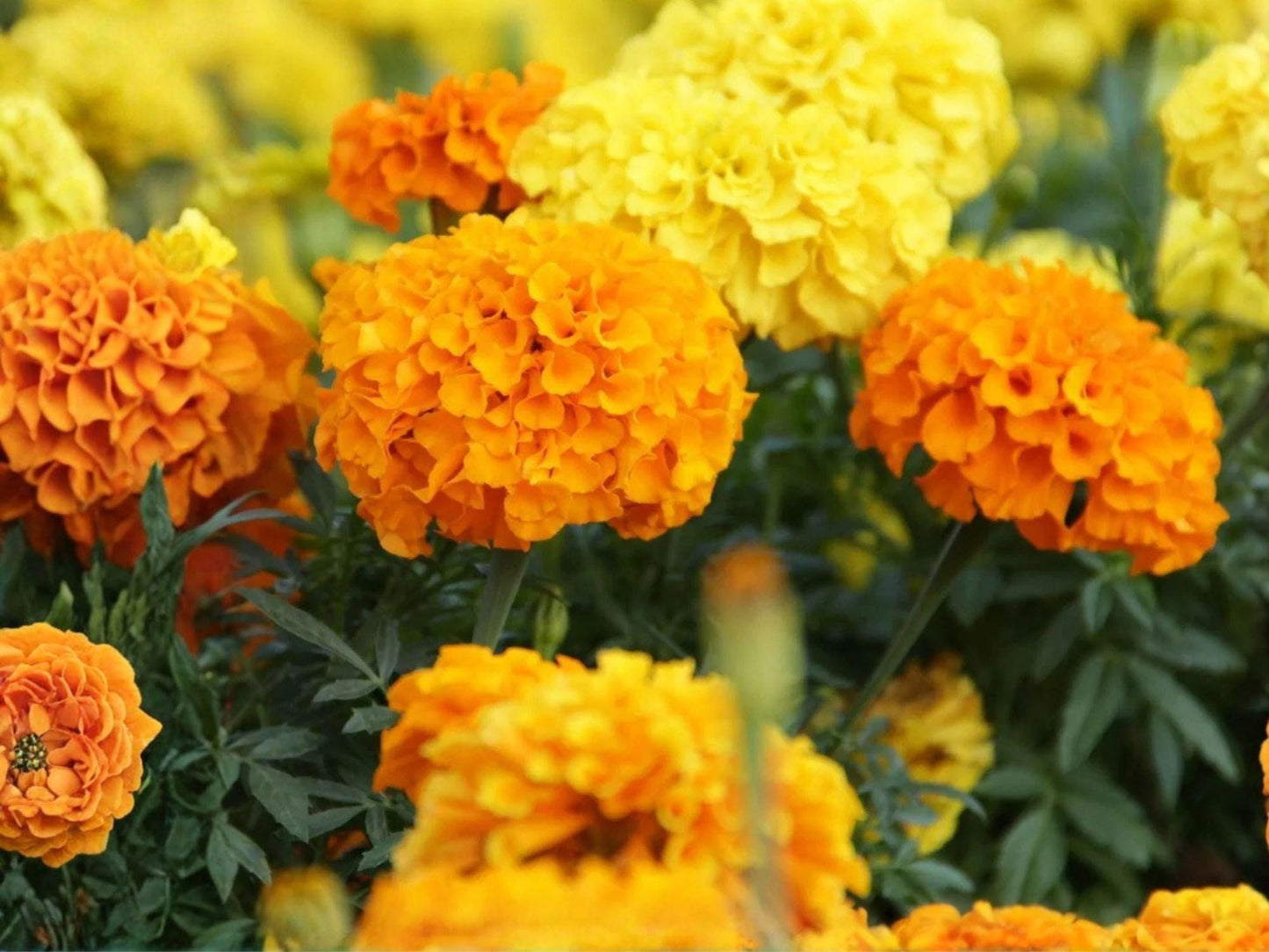 Crackerjack African Marigold Seeds | Tagetes erecta Flowering Annual for Garden Beds & Borders | 100 Seeds