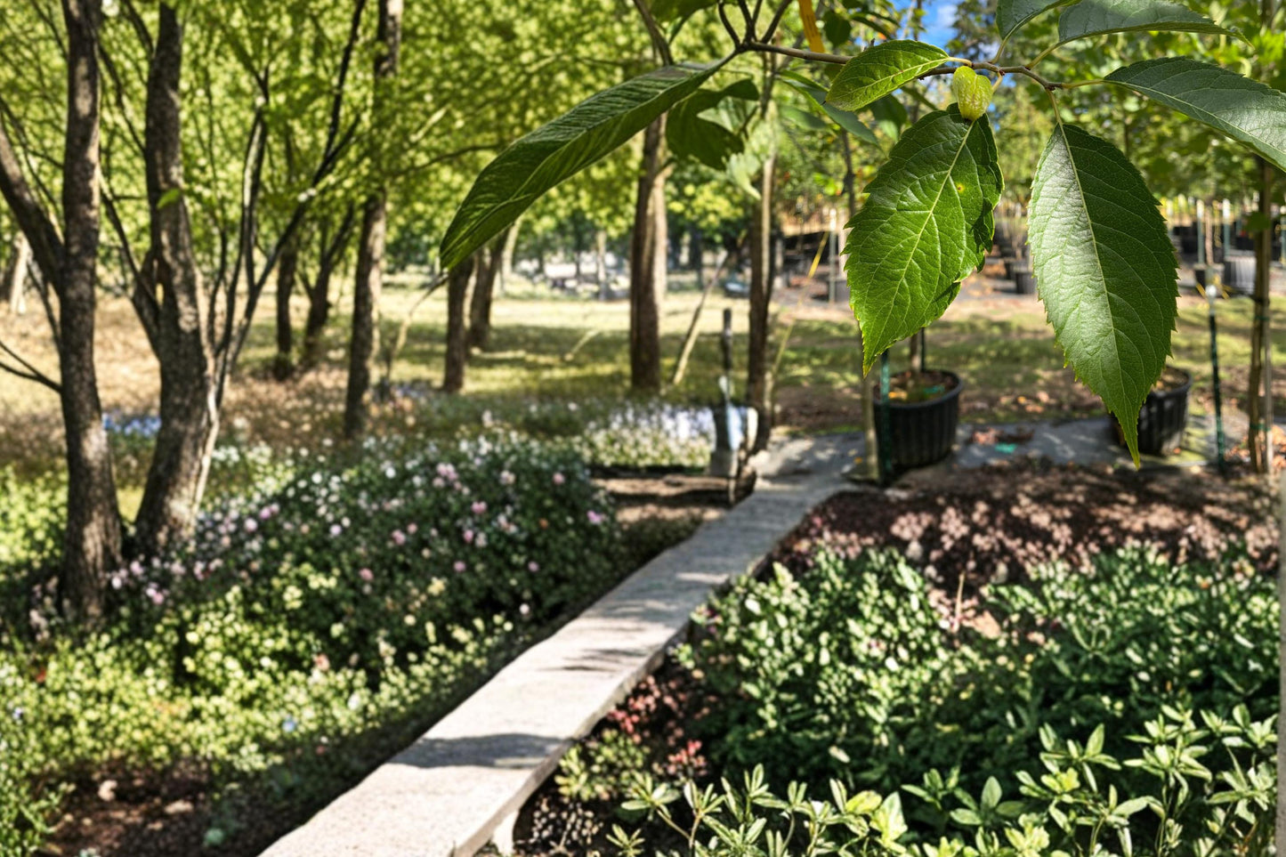 Hardy Rubber Tree Seeds, Eucommia ulmoides, Deciduous Ornamental Shade Tree, Cold Hardy Landscape Plant