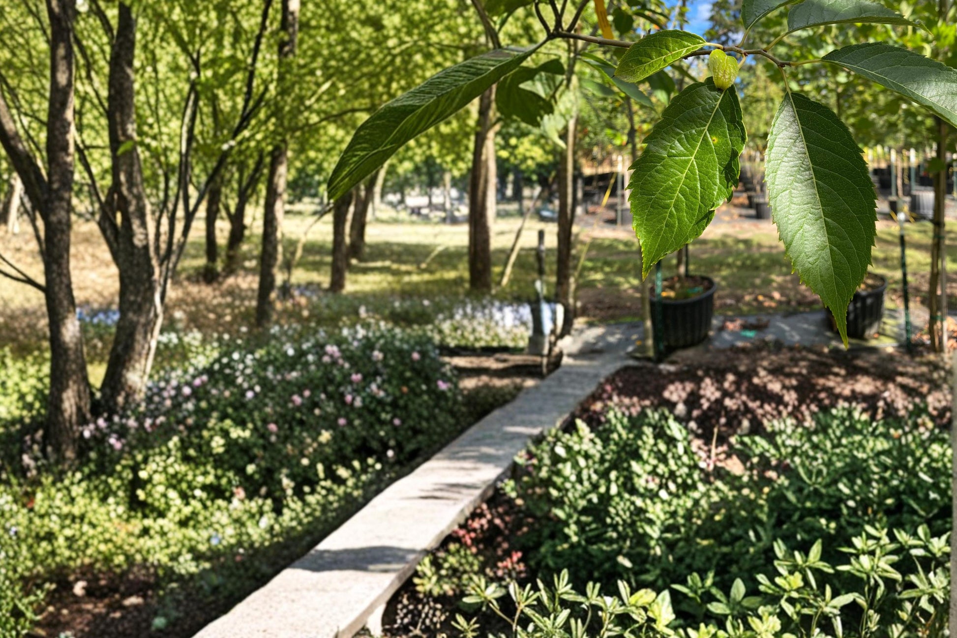 Hardy Rubber Tree Seeds, Eucommia ulmoides, Deciduous Ornamental Shade Tree, Cold Hardy Landscape Plant