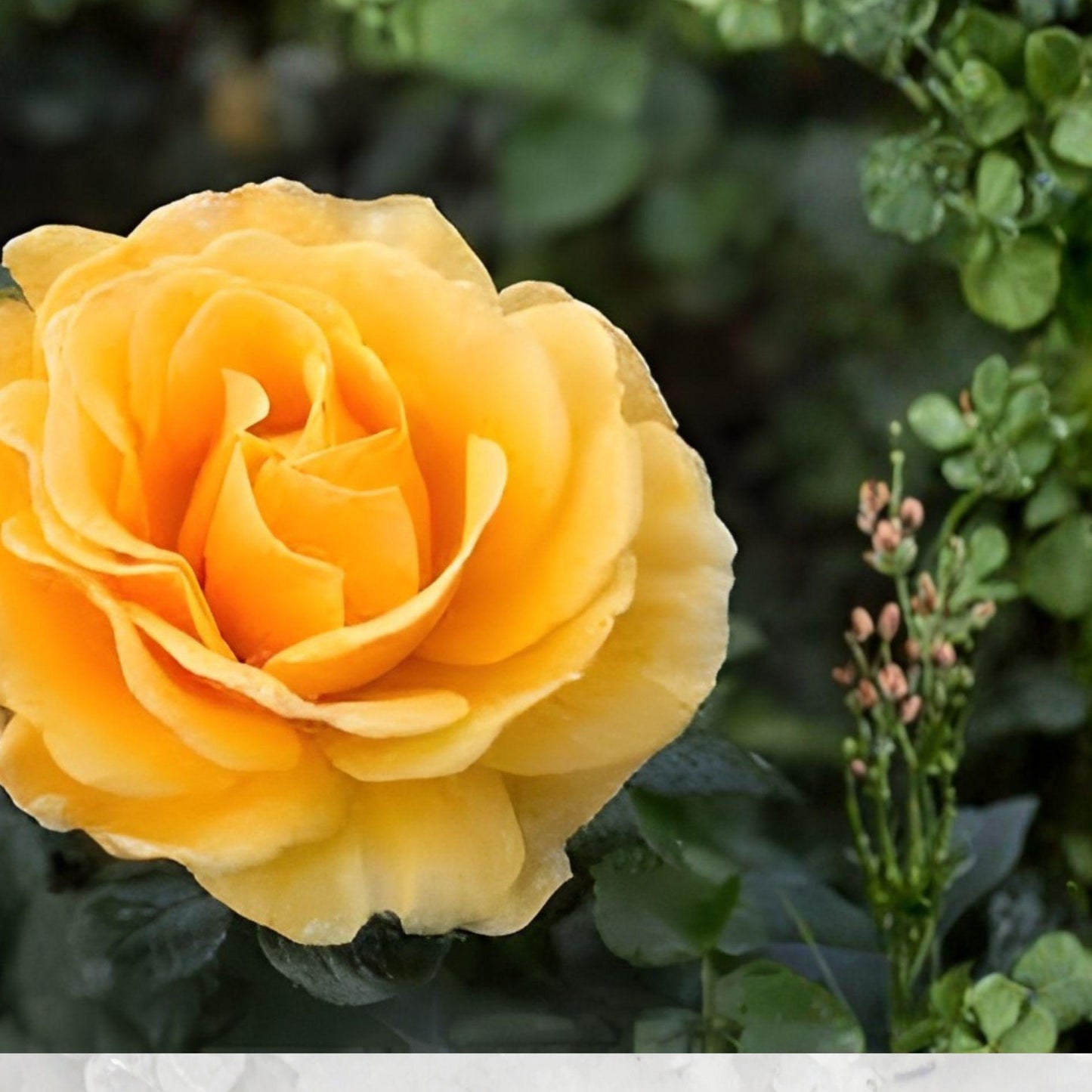 St. Tropez Rose Floribunda Live Plant – 1 Gallon Shrub with Yellow-Orange Clusters – Rosa spp.