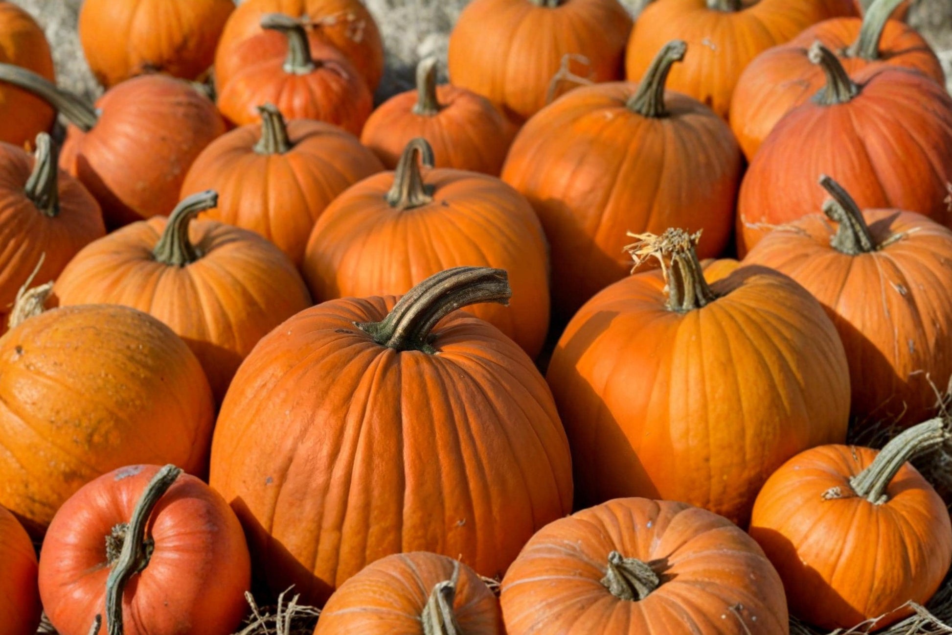 Heirloom Jack O Lantern Pumpkin Seeds – Large Carving Pumpkins for Halloween, 10 Seeds