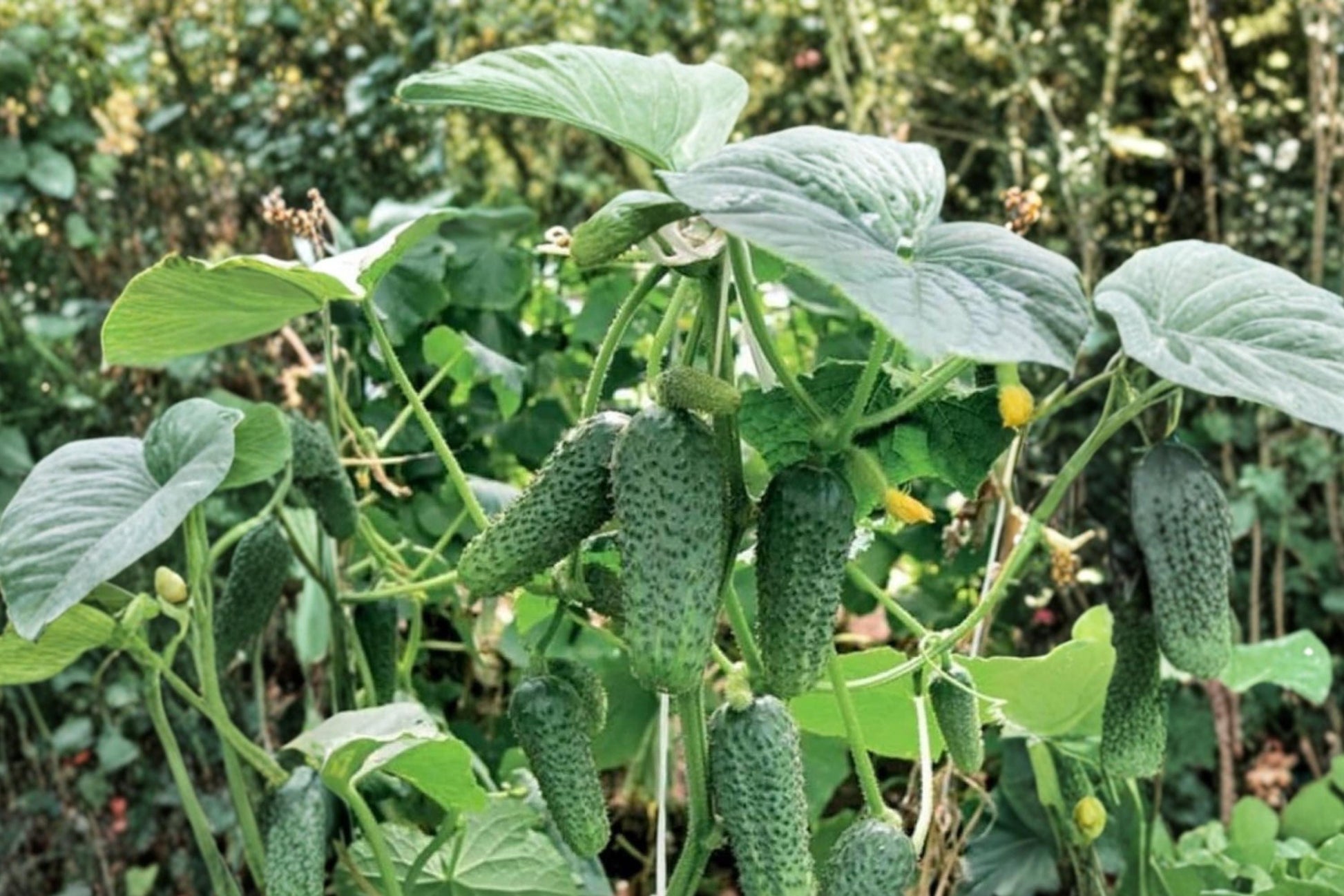 Parisian Gherkin Cucumber Seeds, Heirloom Pickling Variety, Compact Bush, 30+ Non-GMO Seeds, Cucumis sativus