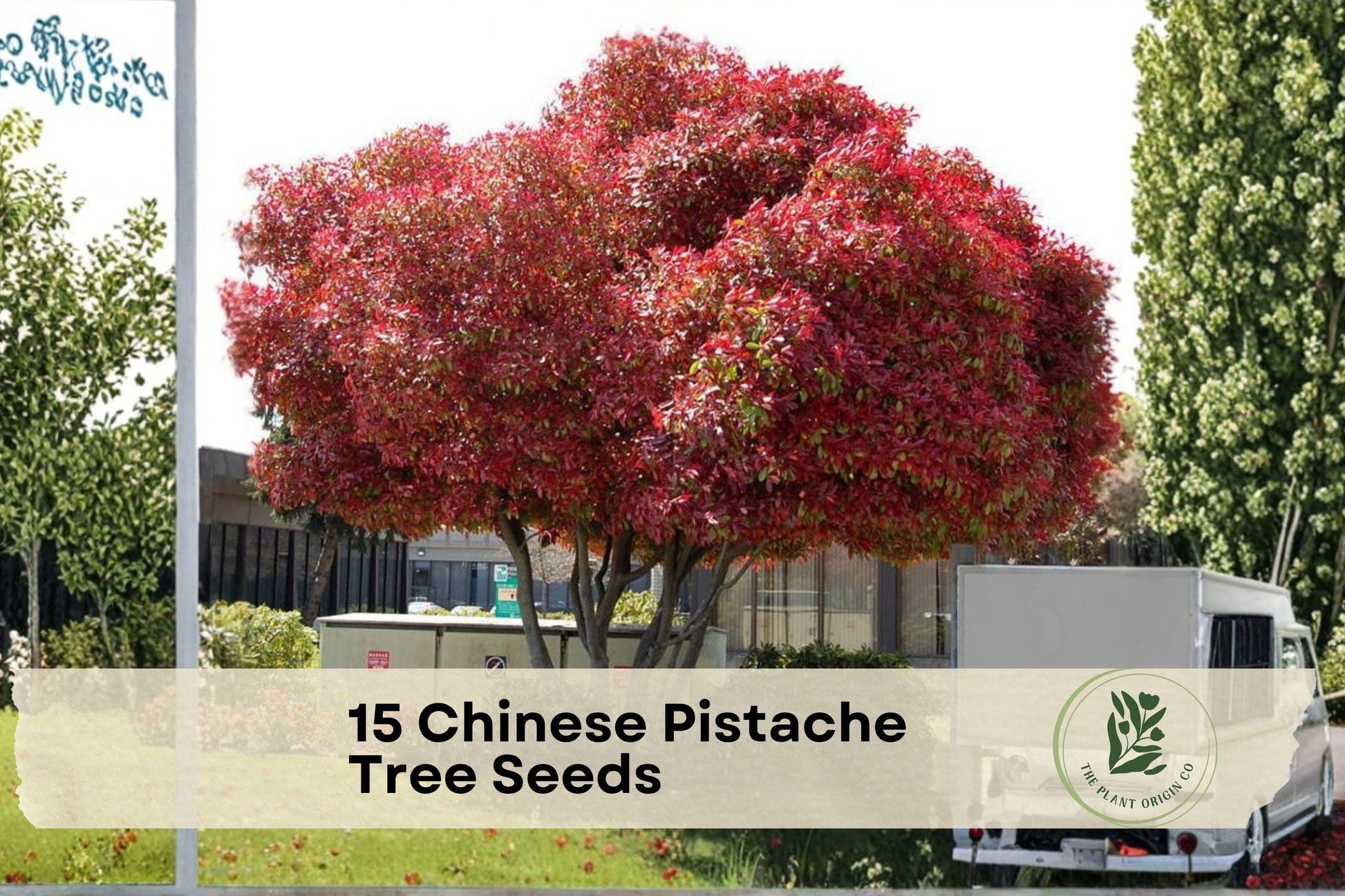 Chinese Pistache Tree Seeds – Deciduous Shade Tree with Vibrant Foliage – Pistacia chinensis for Landscaping and Garden Planting