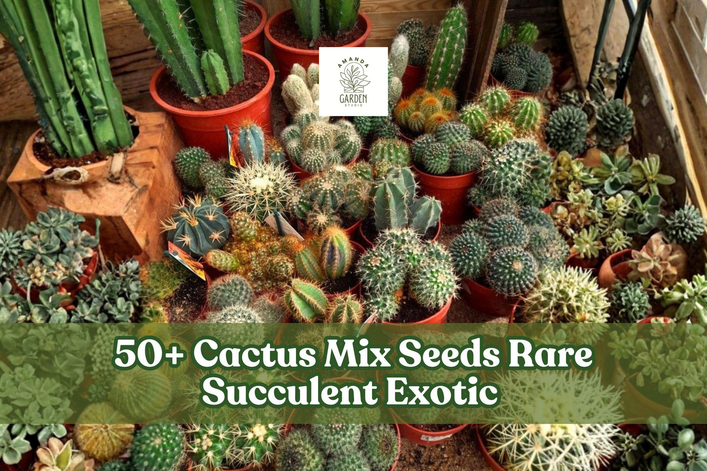 50+ Cactus Seeds Mix - Rare Succulent Cactaceae Variety for Indoor & Outdoor Growing