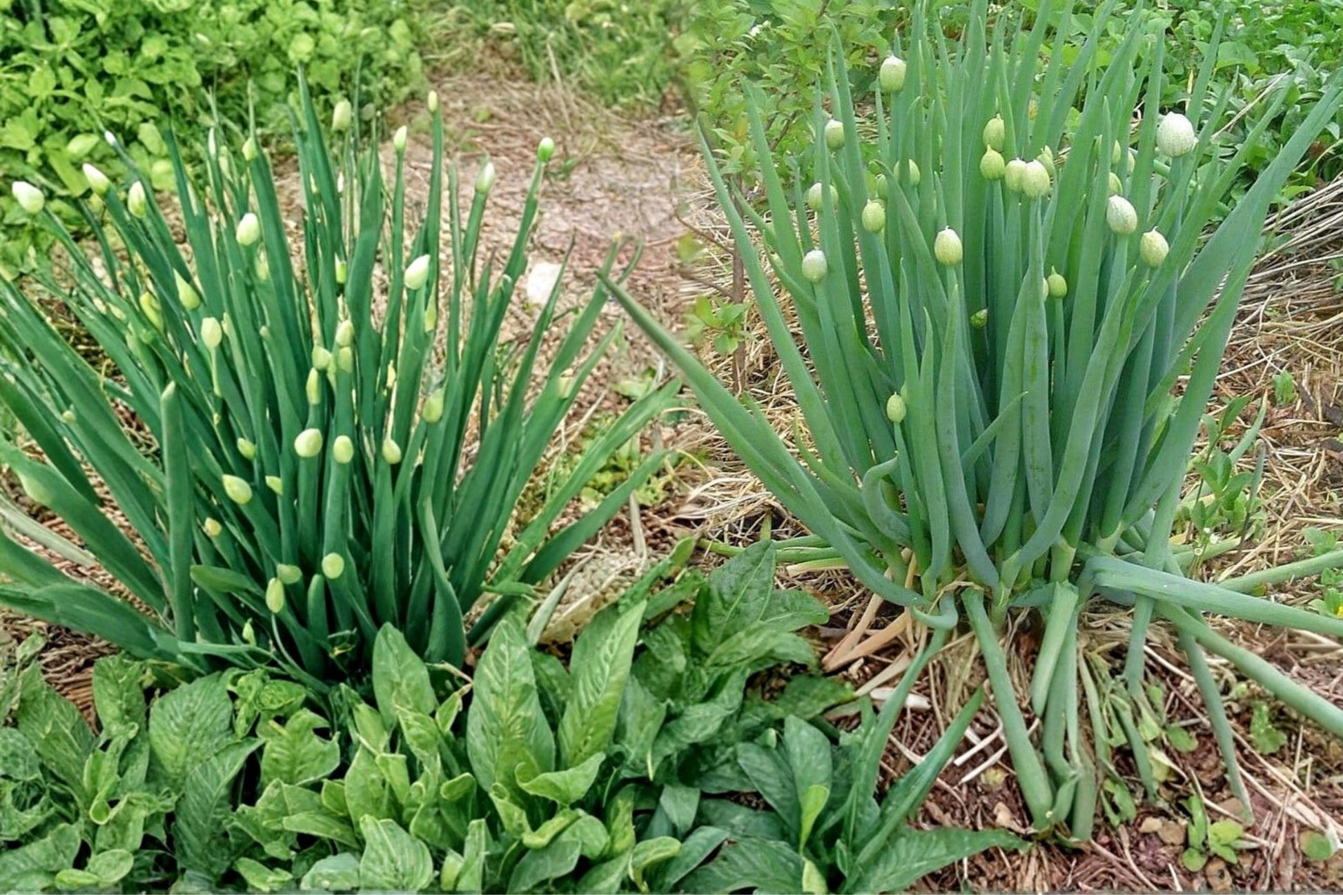 Nebuka Bunching Onion Seeds, Allium fistulosum, Herbaceous Vegetable, Clumping Green Onion, Kitchen Garden, 50 Seeds