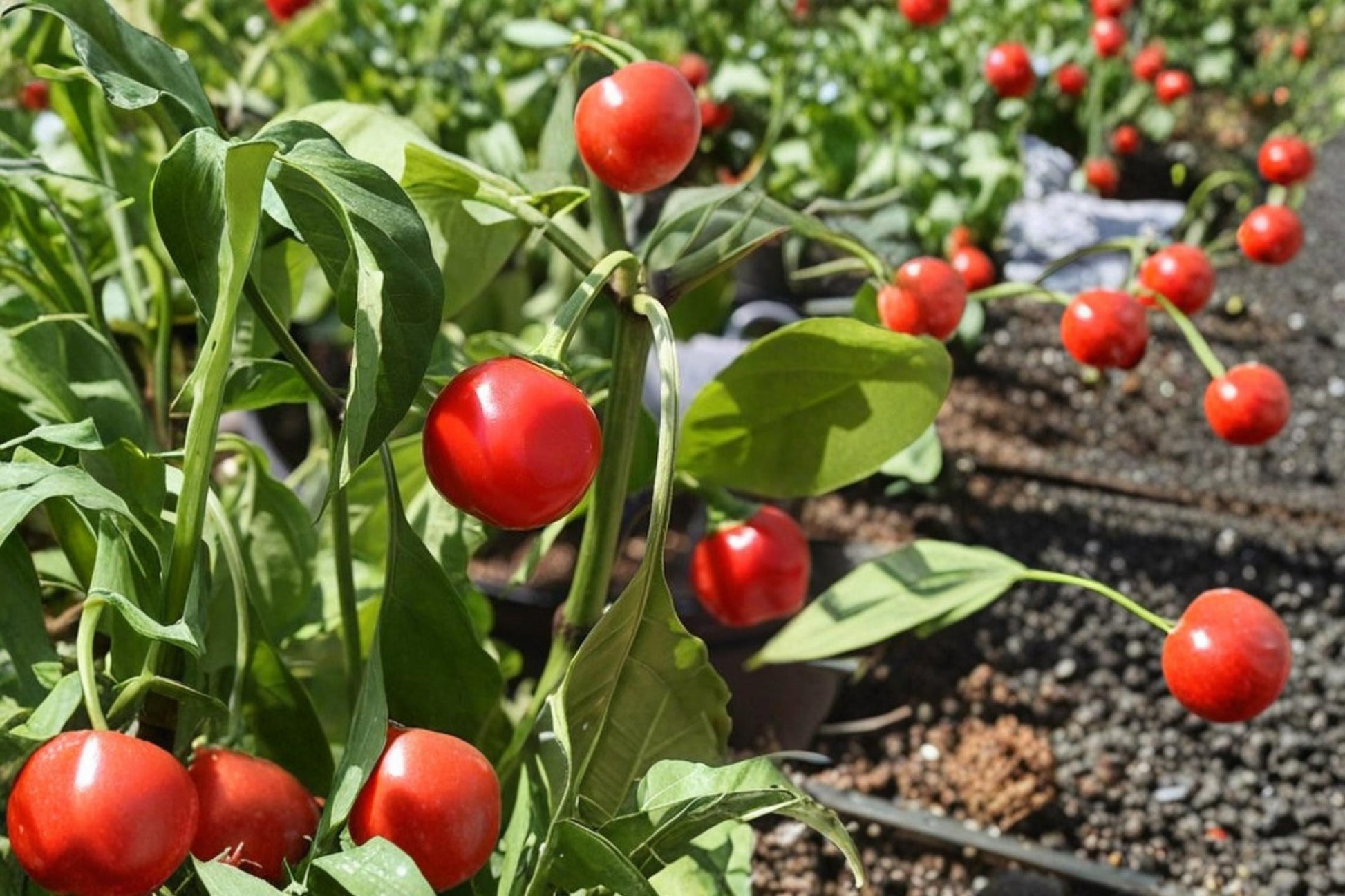 Red Cherry Pepper Seeds – Capsicum annuum, Compact Herbaceous Annual with Red Round Fruits, Moderate Heat, for Garden Beds & Containers
