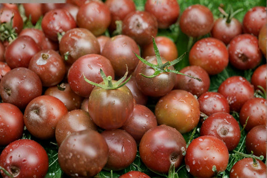 Chocolate Cherry Tomato Seeds – Rare Heirloom, Indeterminate, Super Sweet, High Yield Garden Vegetable, Solanum lycopersicum