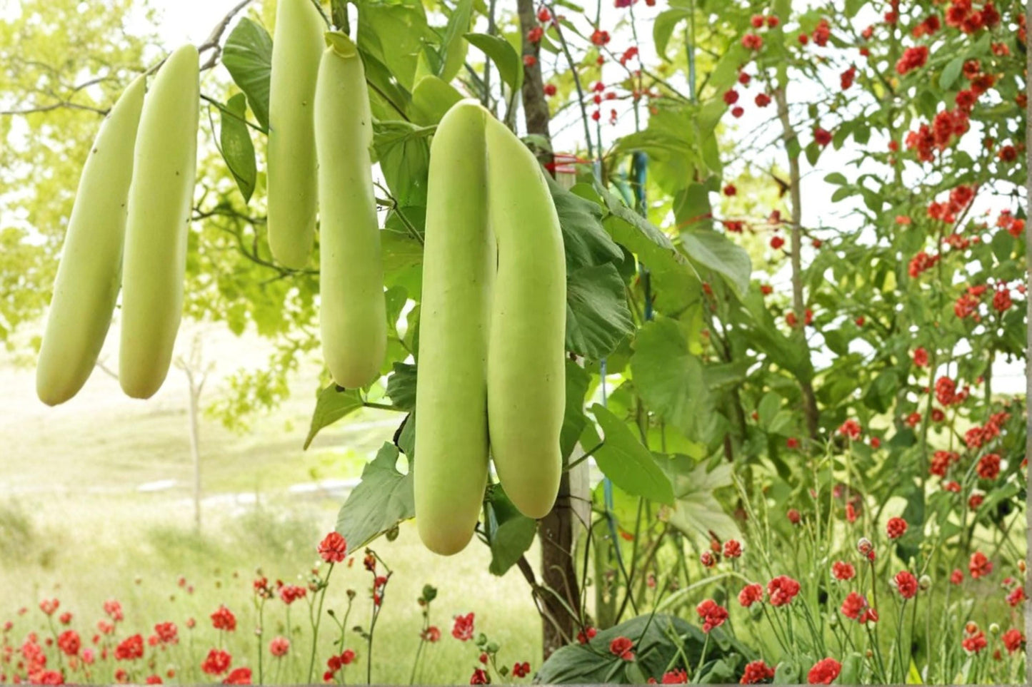 Cucuzzi Gourd Seeds – Lagenaria siceraria – Climbing Vegetable Vine for Trellises and Gardens
