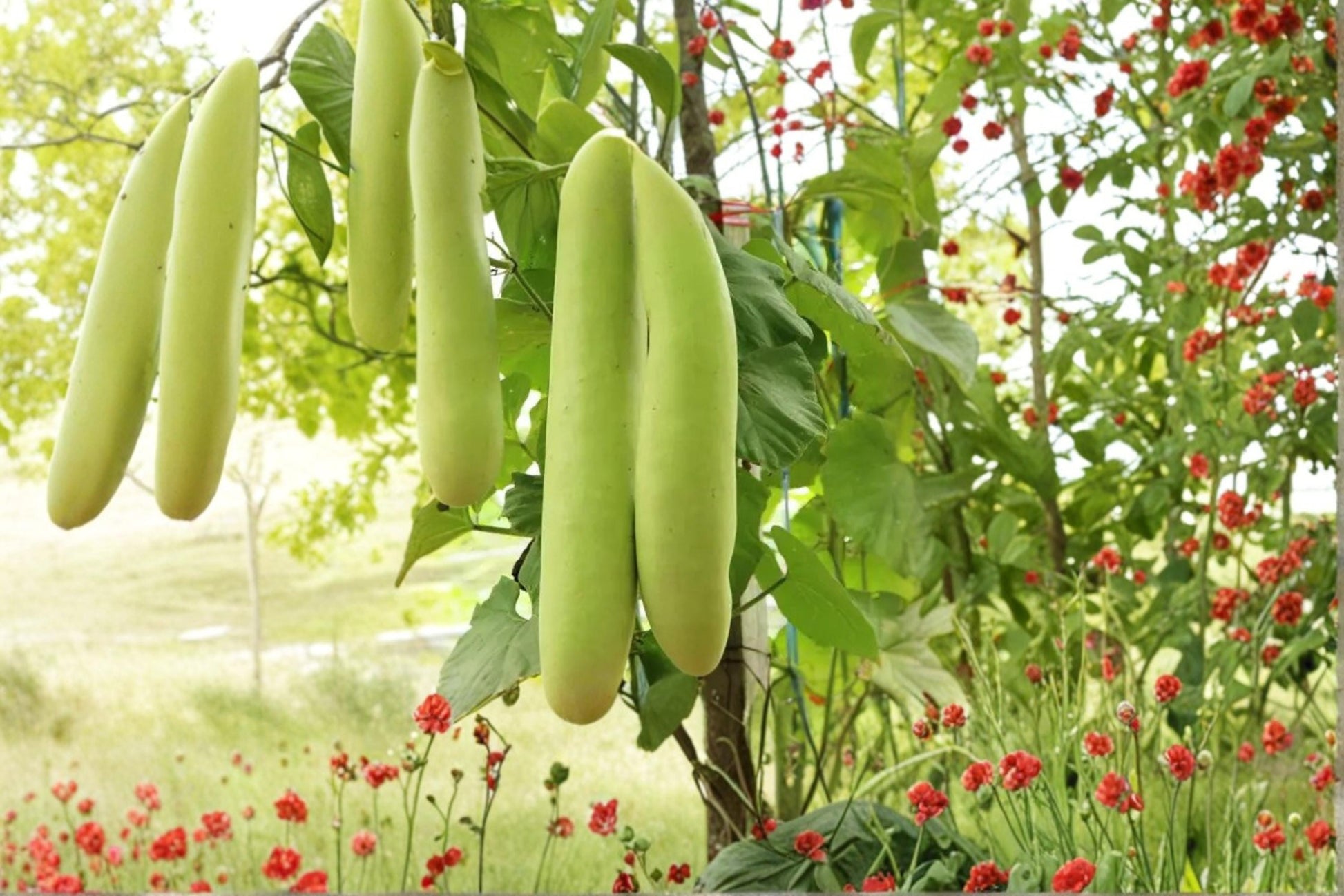 Cucuzzi Gourd Seeds – Lagenaria siceraria – Climbing Vegetable Vine for Trellises and Gardens