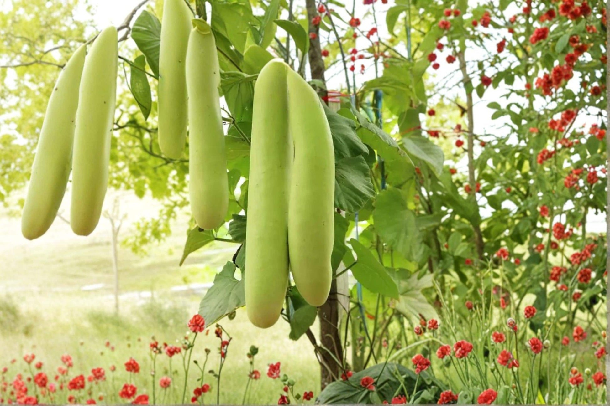 Cucuzzi Gourd Seeds – Lagenaria siceraria Herbaceous Climbing Vine for Garden Trellises and Fences