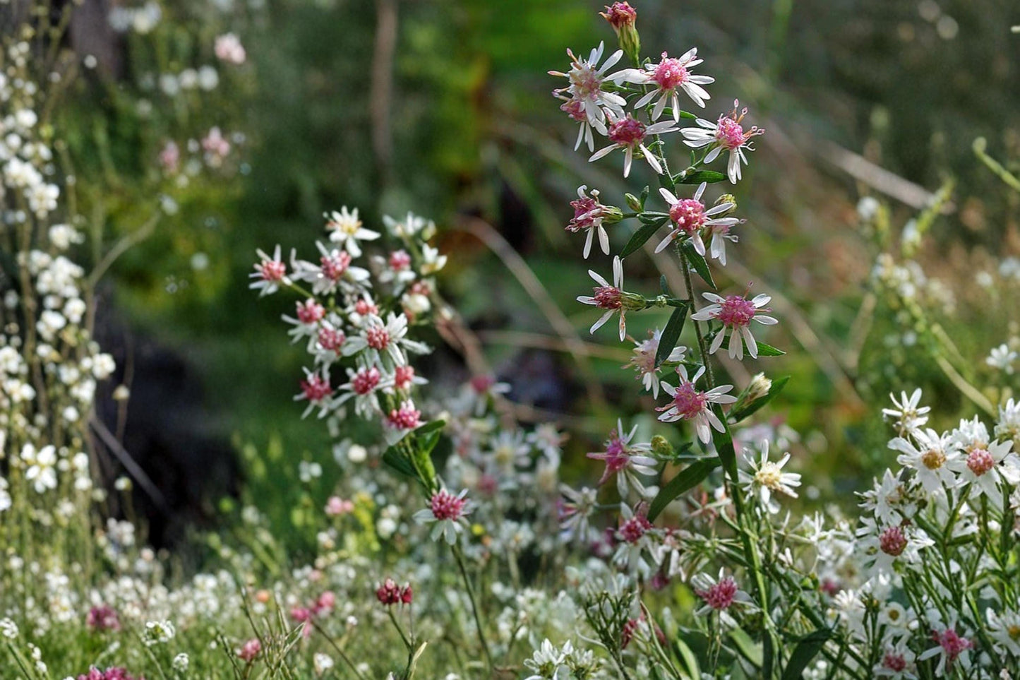 Calico Aster Seeds – Symphyotrichum lateriflorum – Native Perennial with White Flowers, Pollinator & Wildflower Garden Seed