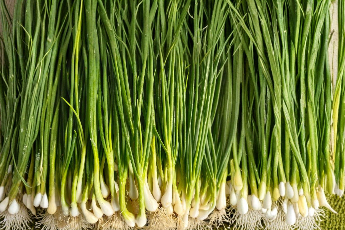 White Lisbon Onion Seeds – Heirloom Scallion, Green Onion, Bunching Onion, Non-GMO, Fast Growing, 250+ Seeds