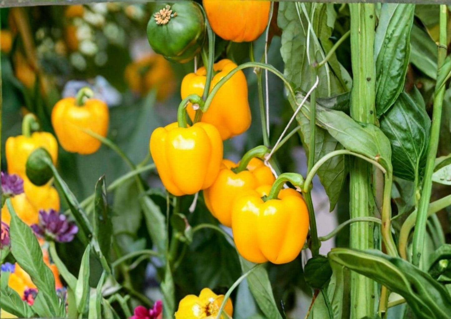 Mini Yellow Bell Pepper Seeds, Non-GMO, Sweet Snack Peppers, High Yield, Garden Planting, Capsicum annuum
