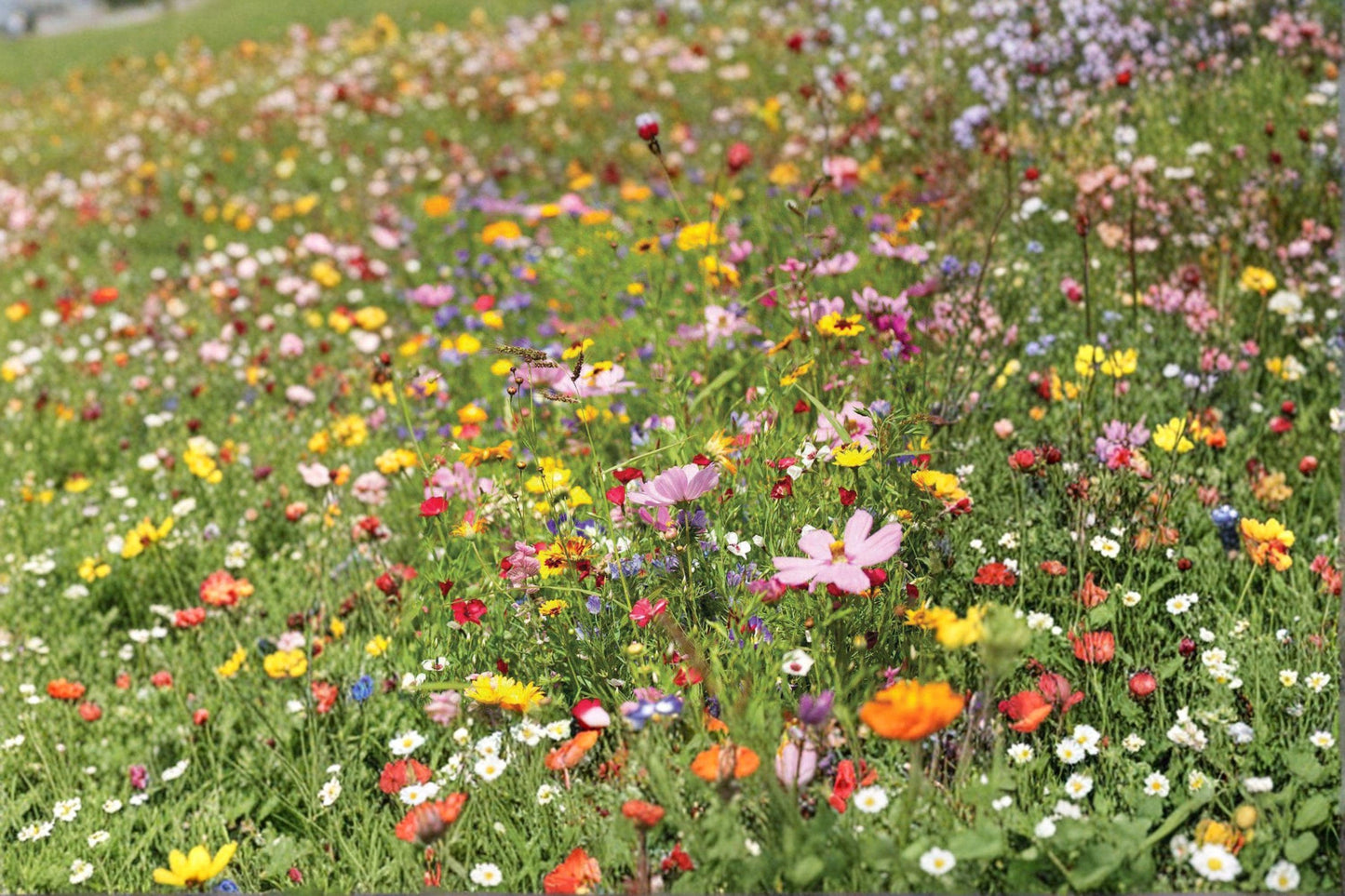 Shorty Wildflower Mix Seeds – Low-Grow Annual & Perennial Pollinator Garden Flowers, Vibrant Colorful Ground Cover, 500+ Seeds