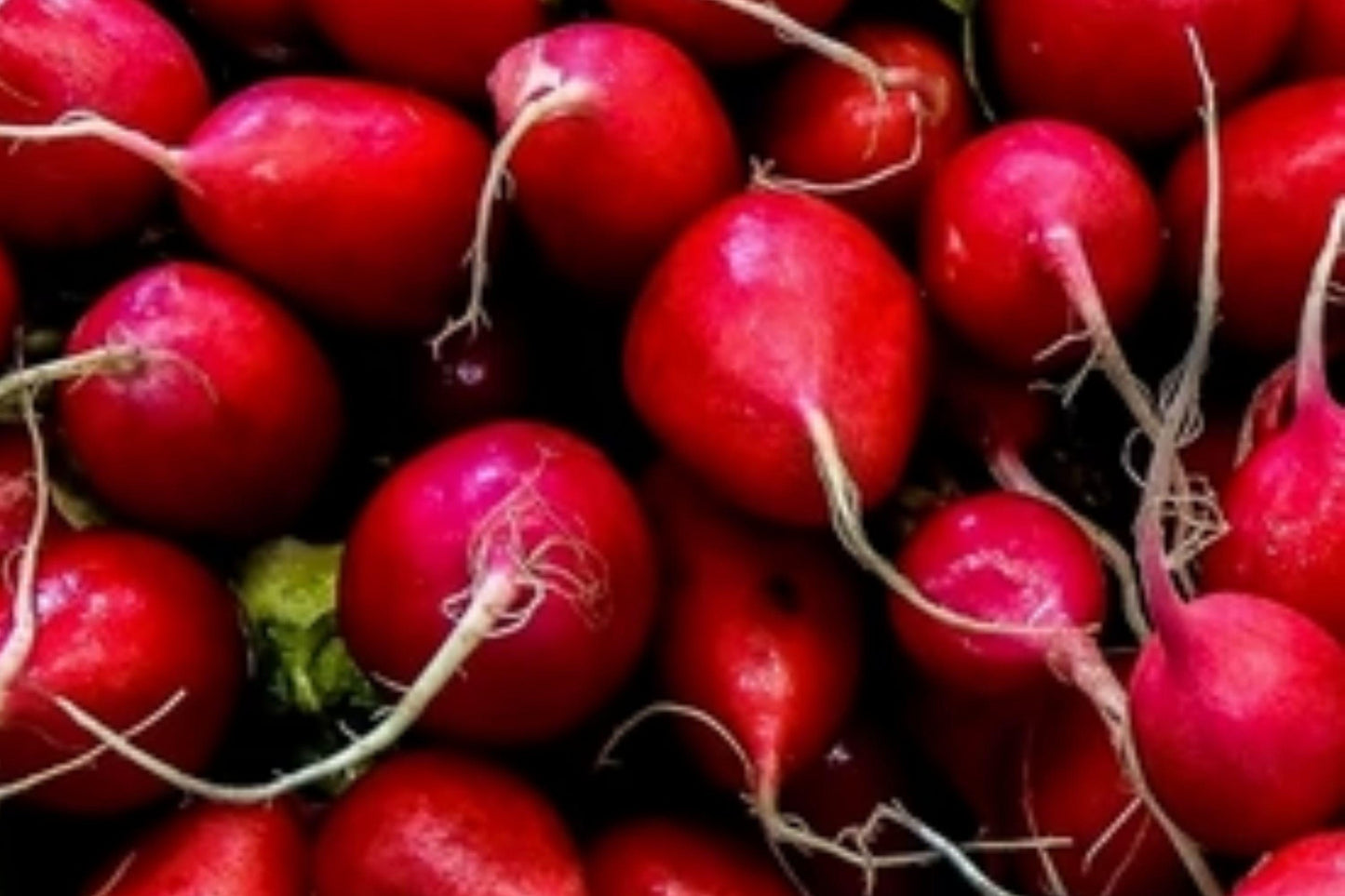 Champion Radish Seeds, Heirloom Non-GMO Fast-Growing Red Root Vegetable, 100+ Seeds for Crisp, Round Radishes