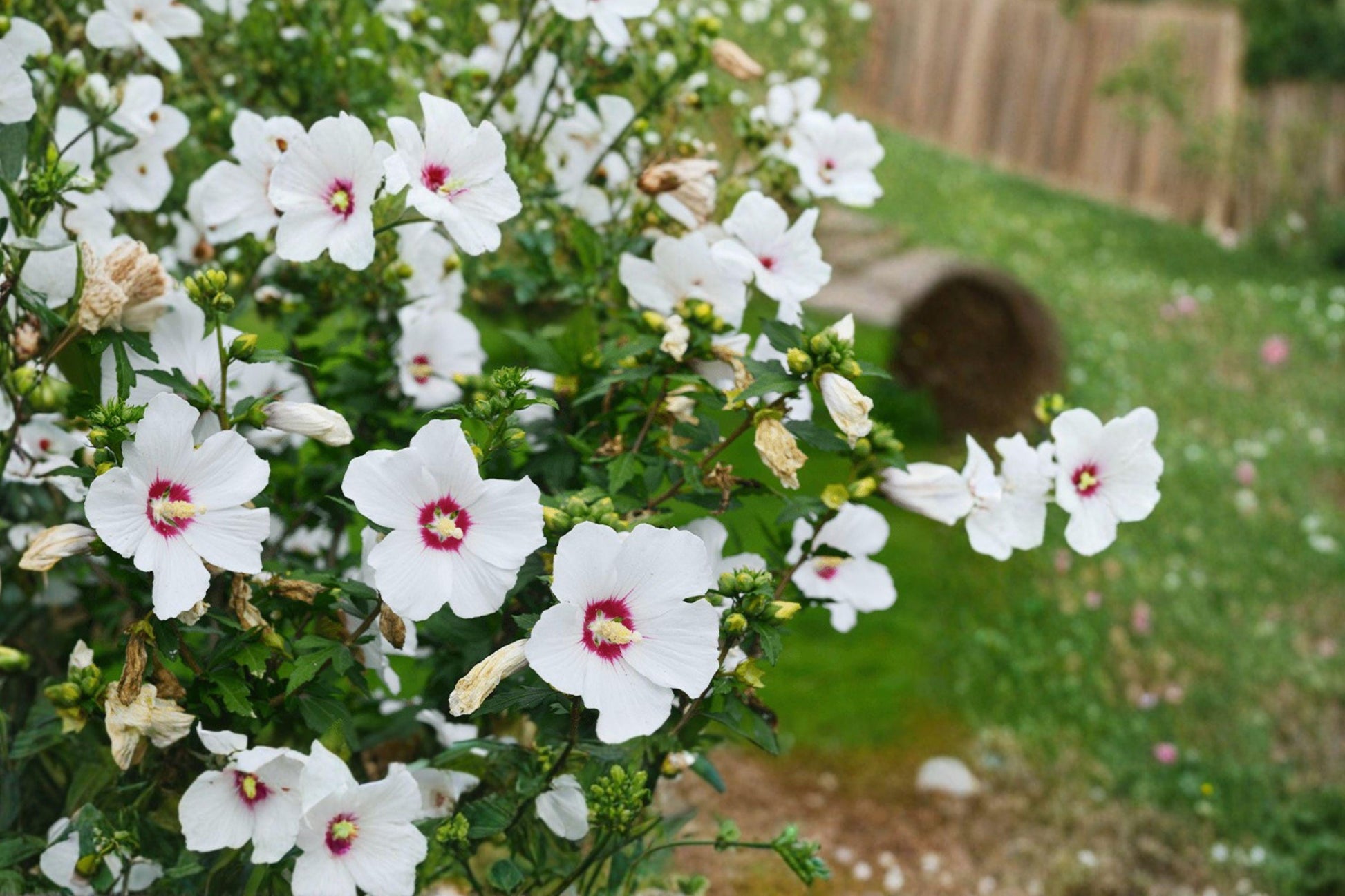 White Hardy Hibiscus Plant – Hibiscus grandiflorus, Perennial Flowering Plant with White & Red Blooms, Bare Root Seedling