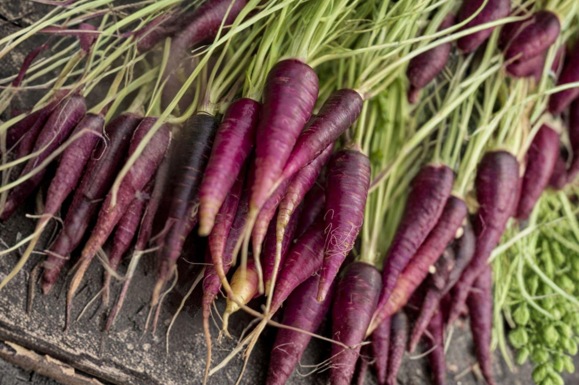 Purple Dragon Carrot Seeds – Organic Non-GMO Heirloom Root Vegetable for Garden, Raised Bed, Container Cultivation