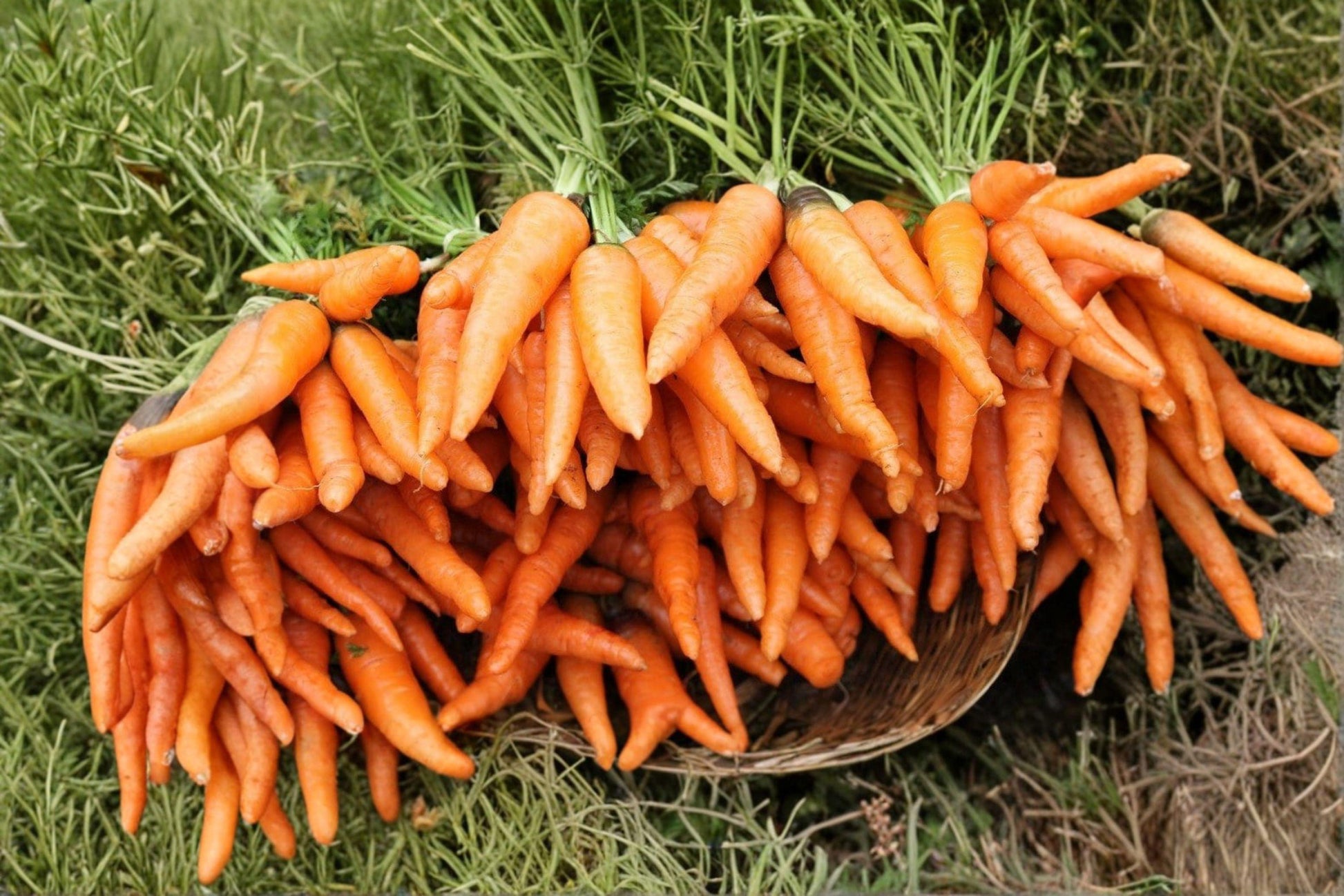 Tendersweet Heirloom Carrot Seeds – Non-GMO, High-Yield Orange Root Vegetable, 500+ Seeds