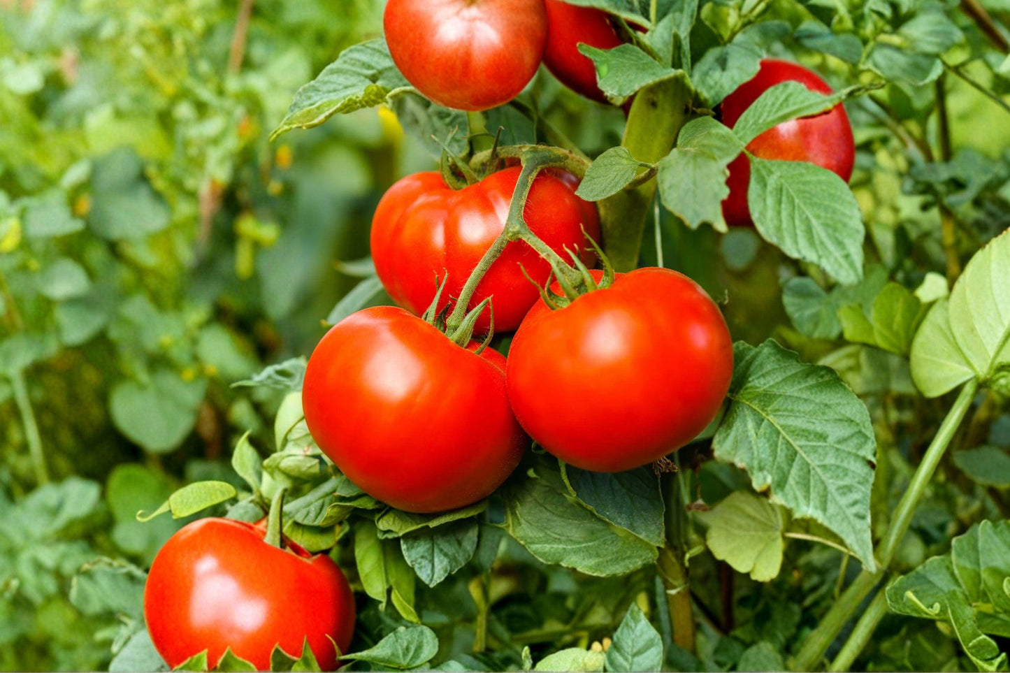 Heirloom Beefsteak Tomato Seeds – Large Fruit, High Yield, Non-GMO, Indeterminate, Delicious World Record Variety
