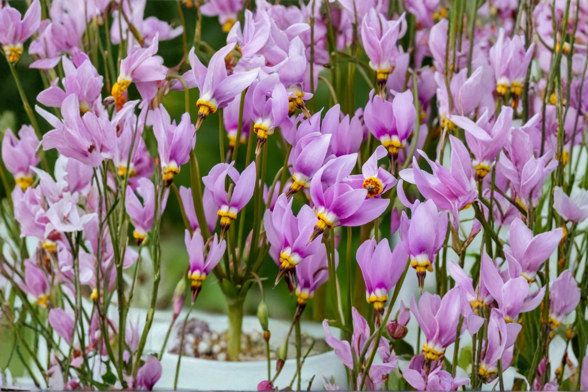 Midland Shooting Star Seeds – Dodecatheon meadia Herbaceous Perennial with Pink to Lavender Reflexed Flowers, Native Wildflower Seed