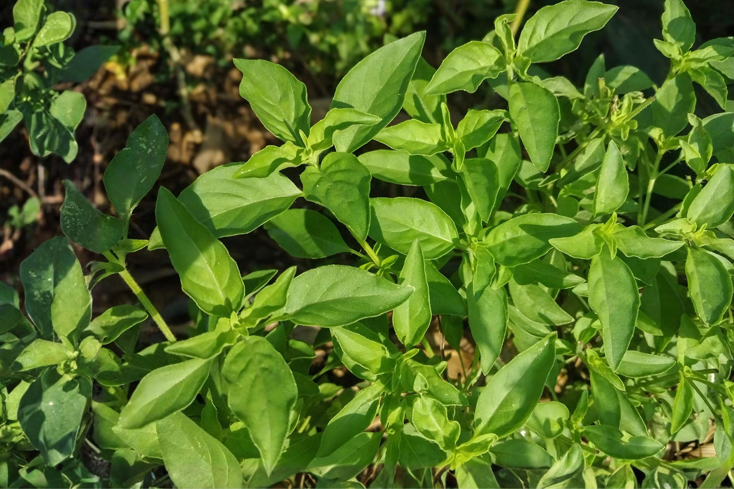 Lemon Basil Seeds (Ocimum basilicum) – Citrus Aroma Herb for Cooking, Salads & Teas, 75 Seeds