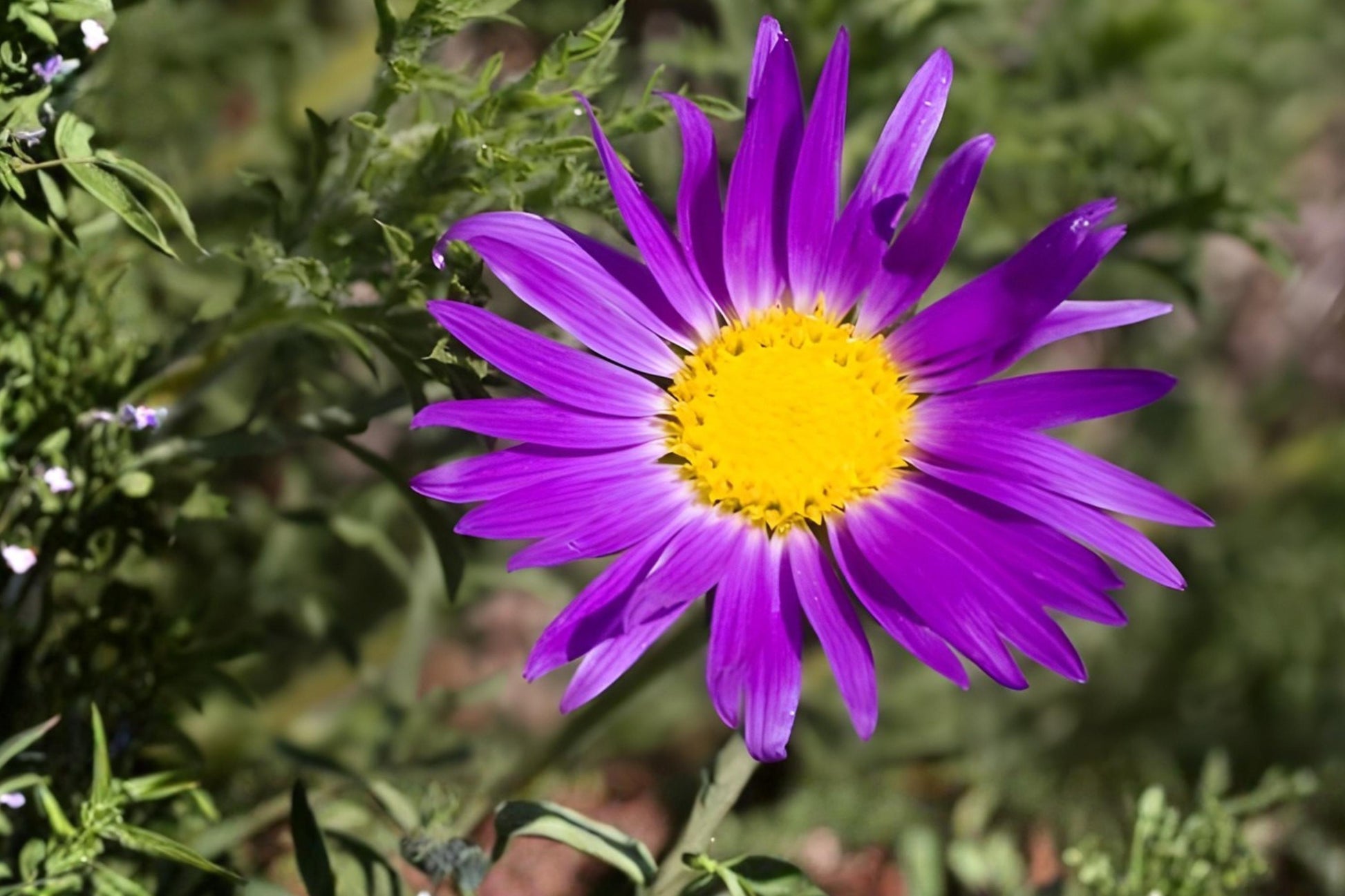 Tahoka Daisy Seeds 100 Pack | Native Wildflower with Purple Lavender Blooms | Machaeranthera tanacetifolia
