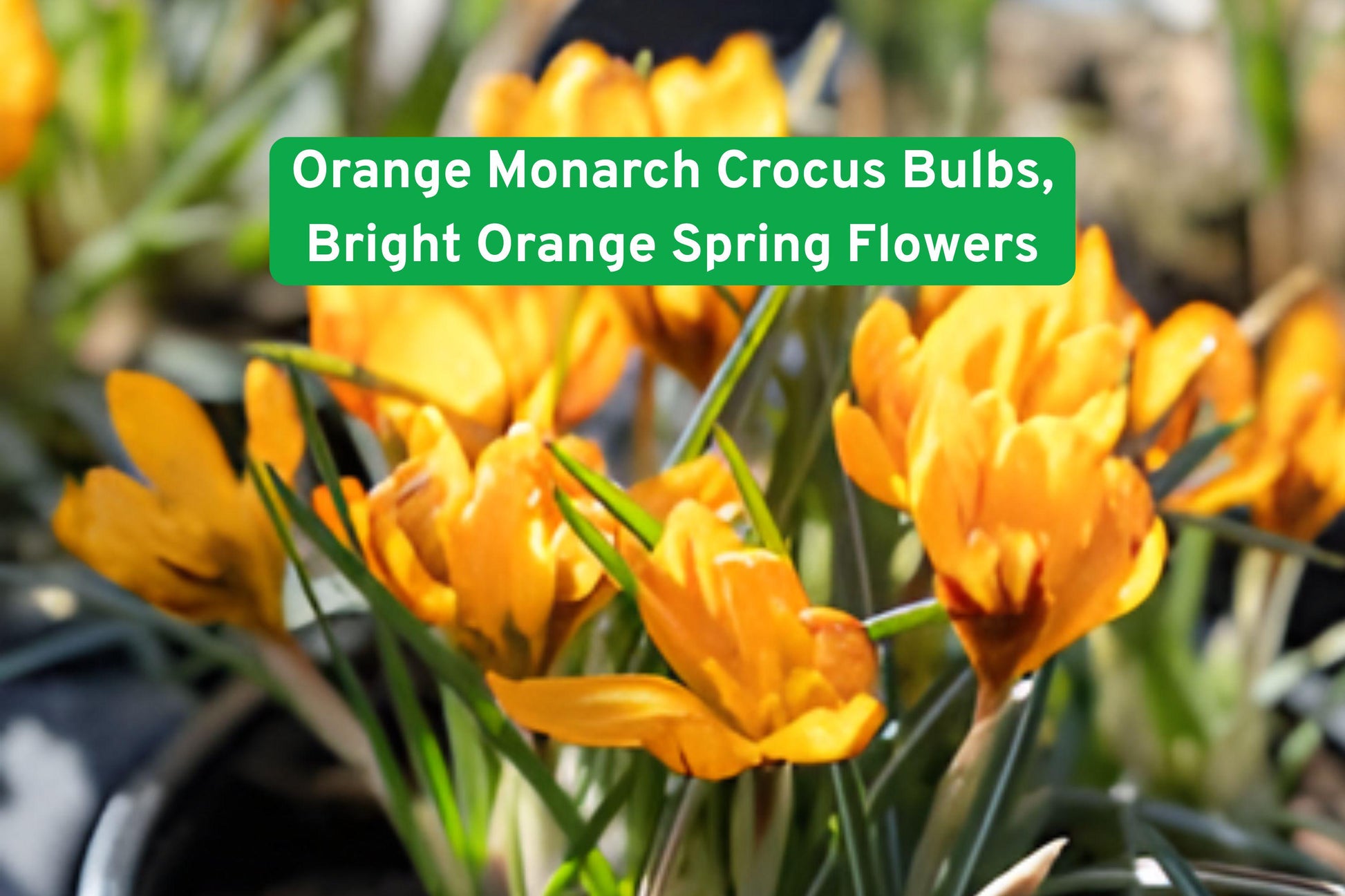 crocus bulbs, orange spring flowers, perennial garden bulbs, early bloom bulbs, naturalizing crocus, vibrant flower bulbs, container gardening bulbs, low maintenance bulbs, pollinator friendly plants, garden bed bulbs, spring flowering bulbs, bright orange flowers, outdoor flower bulbs