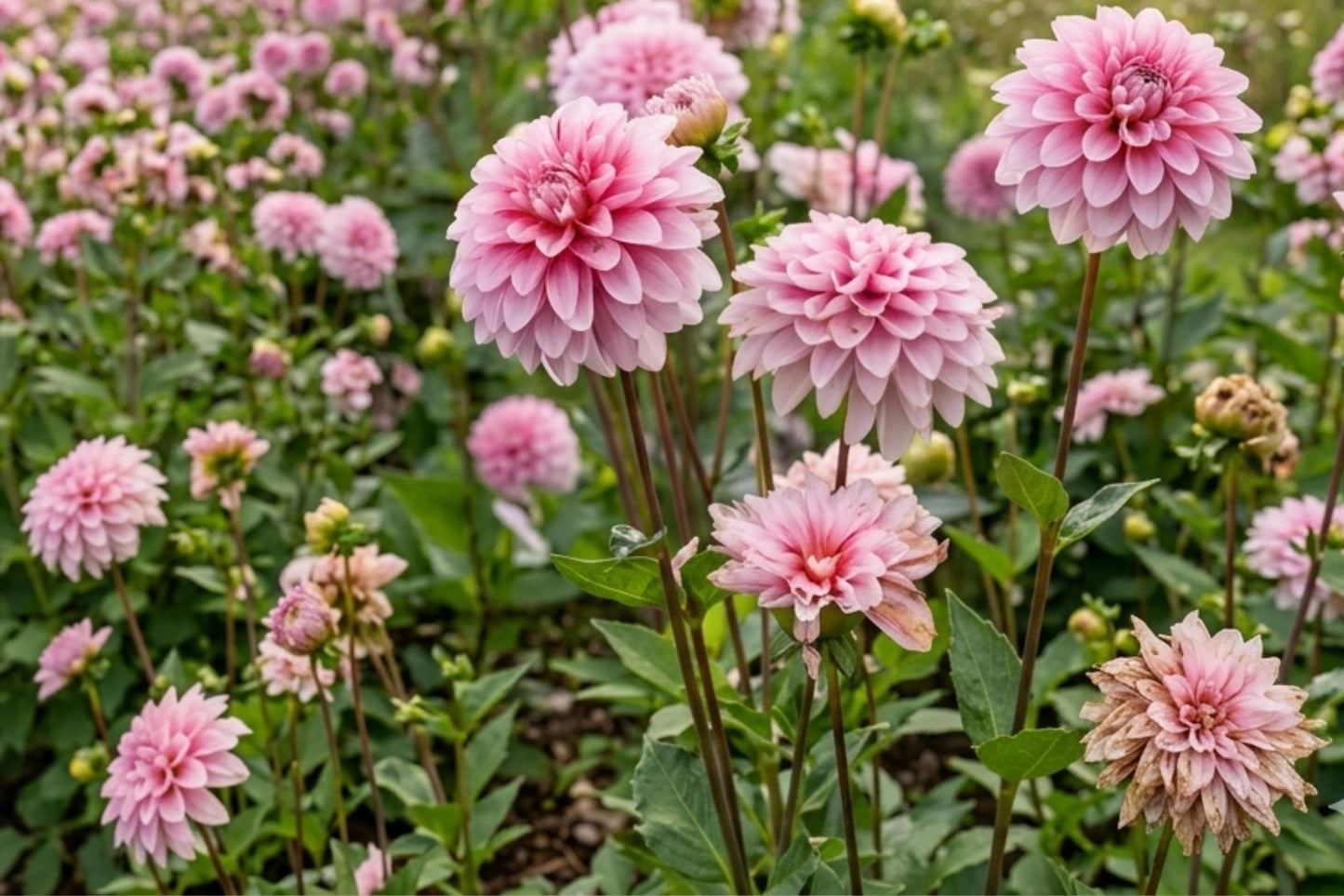Dinner Plate Dahlia Bulb Tuber Clump Lady Darlene Massive Blooms Dahlia pinnata