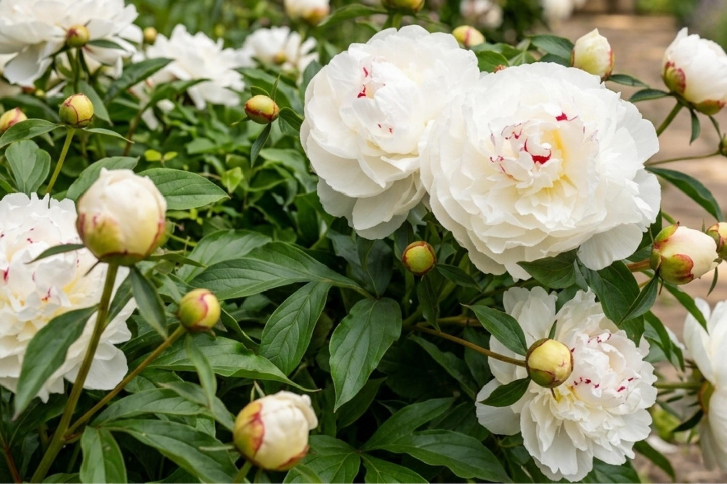 Festiva Maxima Double Peony Bare Root Plant – Live Perennial Flower Bulb, Fragrant, Hardy, Pollinator-Attracting, Garden Border, Cut Flower