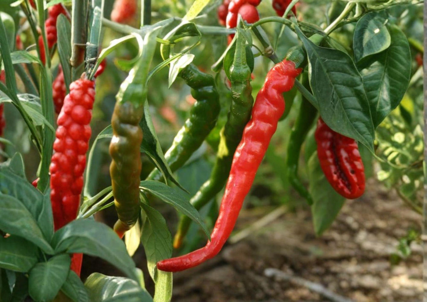 Long Slim Cayenne Pepper Seeds – Heirloom Non-GMO Hot Chili Seeds for Garden, Drying, Sauces, Spicy Pods, High Yield