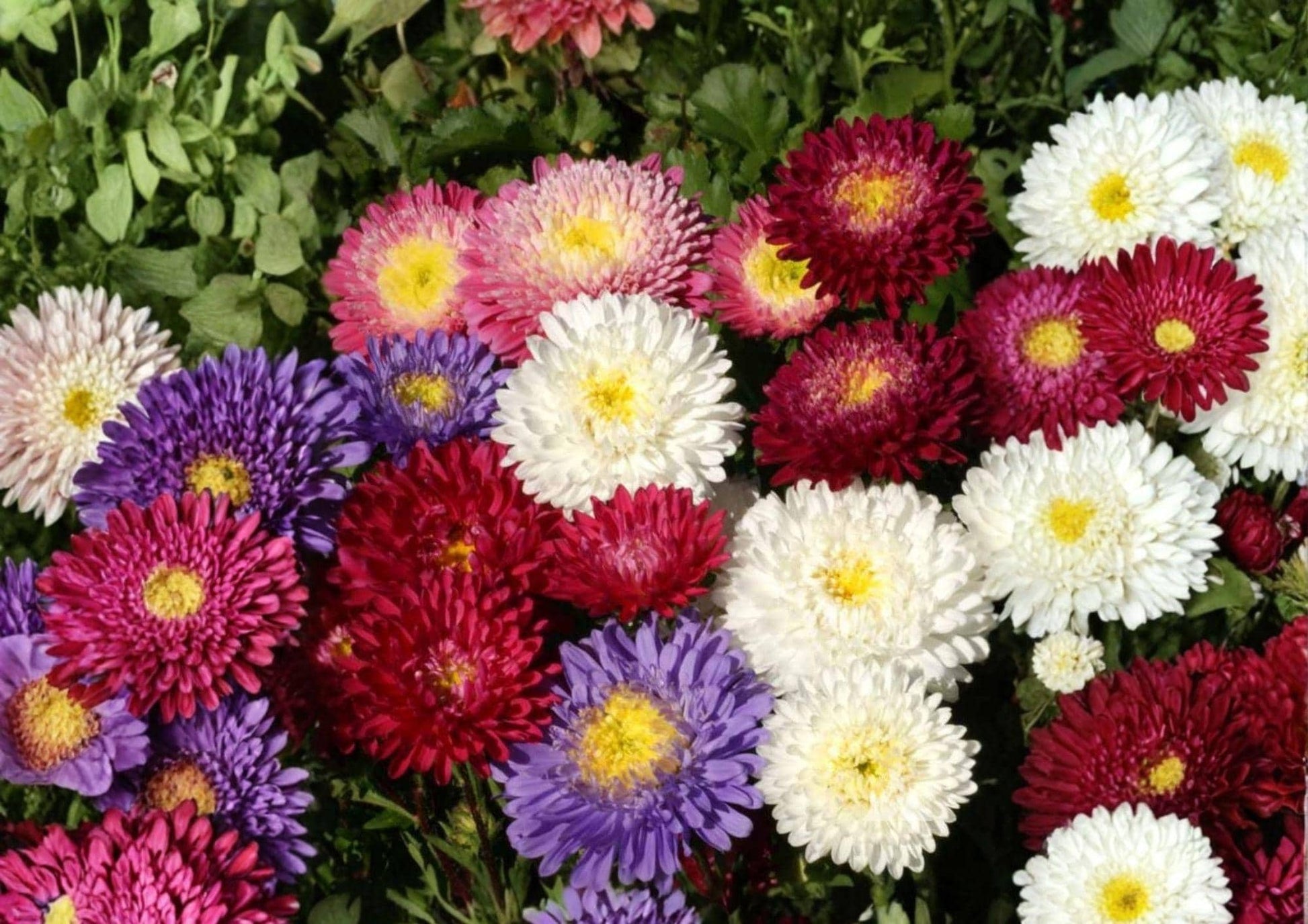 China Aster Seeds Rainbow Mix – Open Pollinated, Non-GMO Flower Seeds for Vibrant Garden, Cut Flowers, Annual Blooms