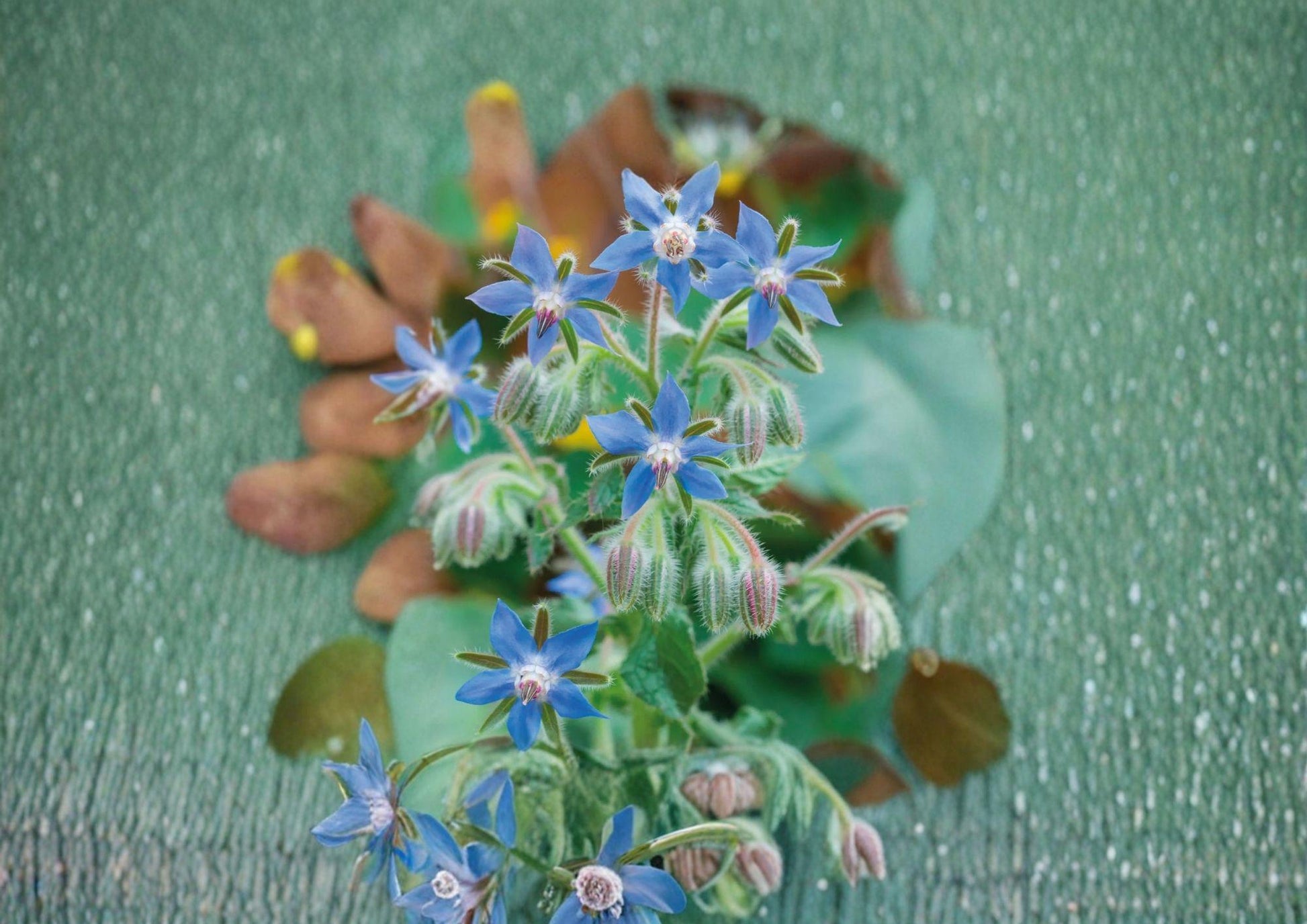 Borage Herb Seeds, Heirloom Non-GMO, Edible Blue Star Flowers, Pollinator Friendly, Culinary & Medicinal Plant Seeds