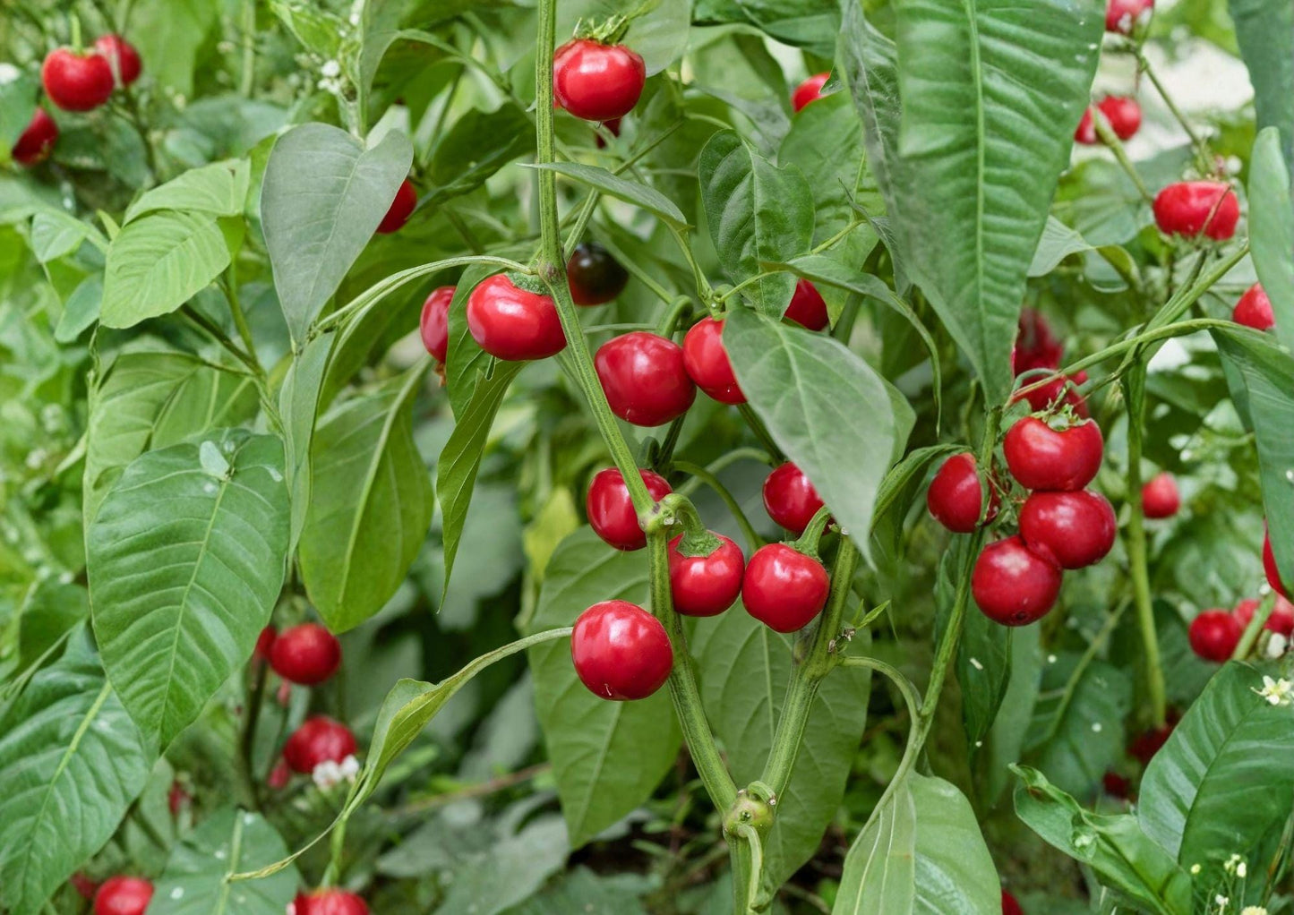 Red Cherry Hot Pepper Seeds, Organic Heirloom Pimenta, Spicy Round Vegetable Seeds for Garden, Non-GMO, High Yield