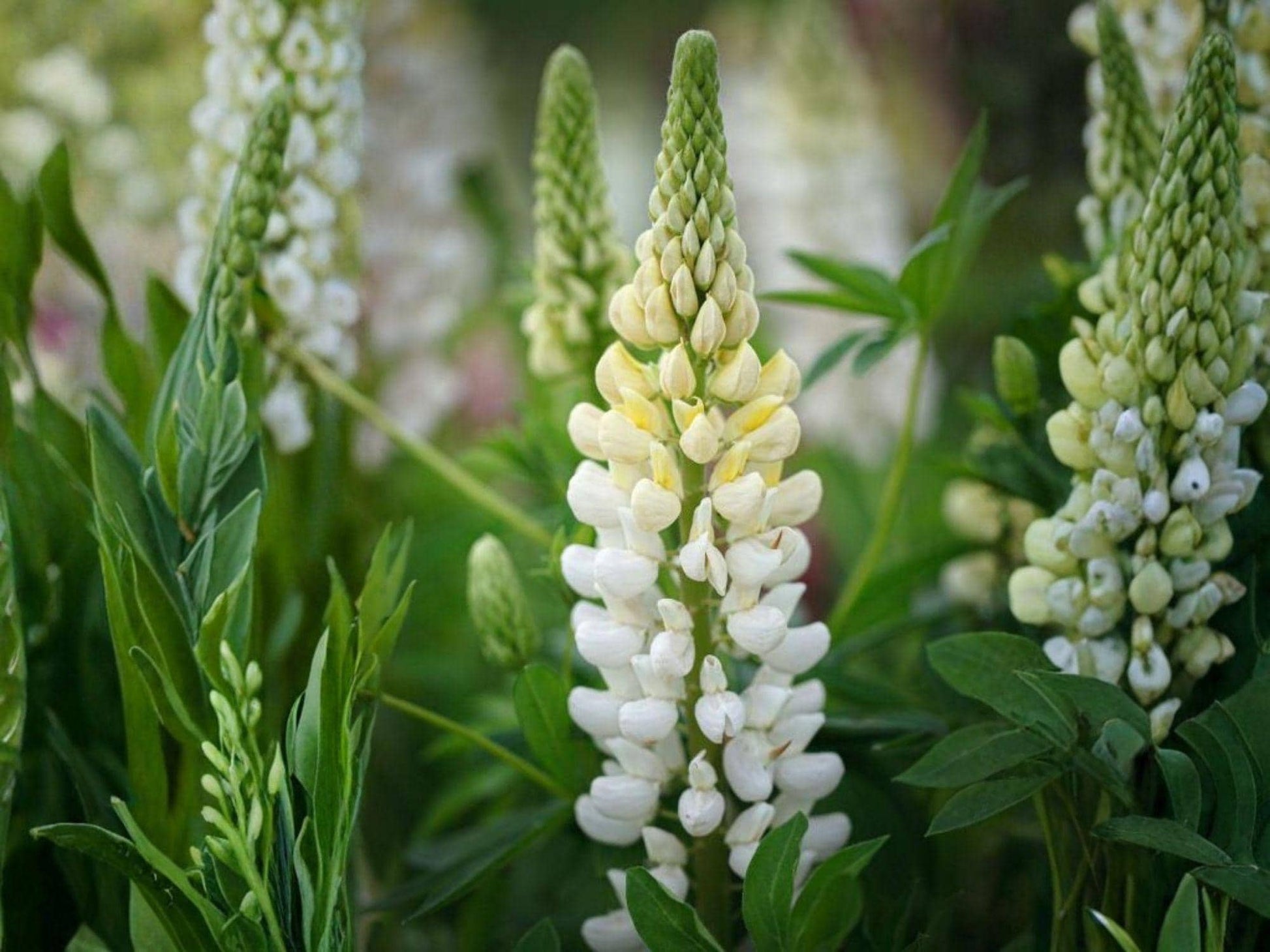 Lupine Russell White Seeds – Heirloom Non-GMO Flower for Cottage Garden, Perennial, White Blossom, Lupinus polyphyllus