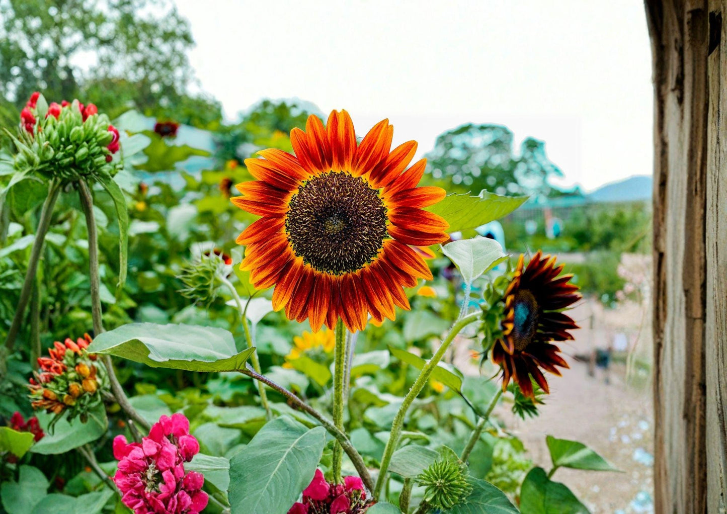 Earthwalker Sunflower Seeds, Heirloom Multi-Color Tall Flower Seeds for Garden, Cut Flower Variety
