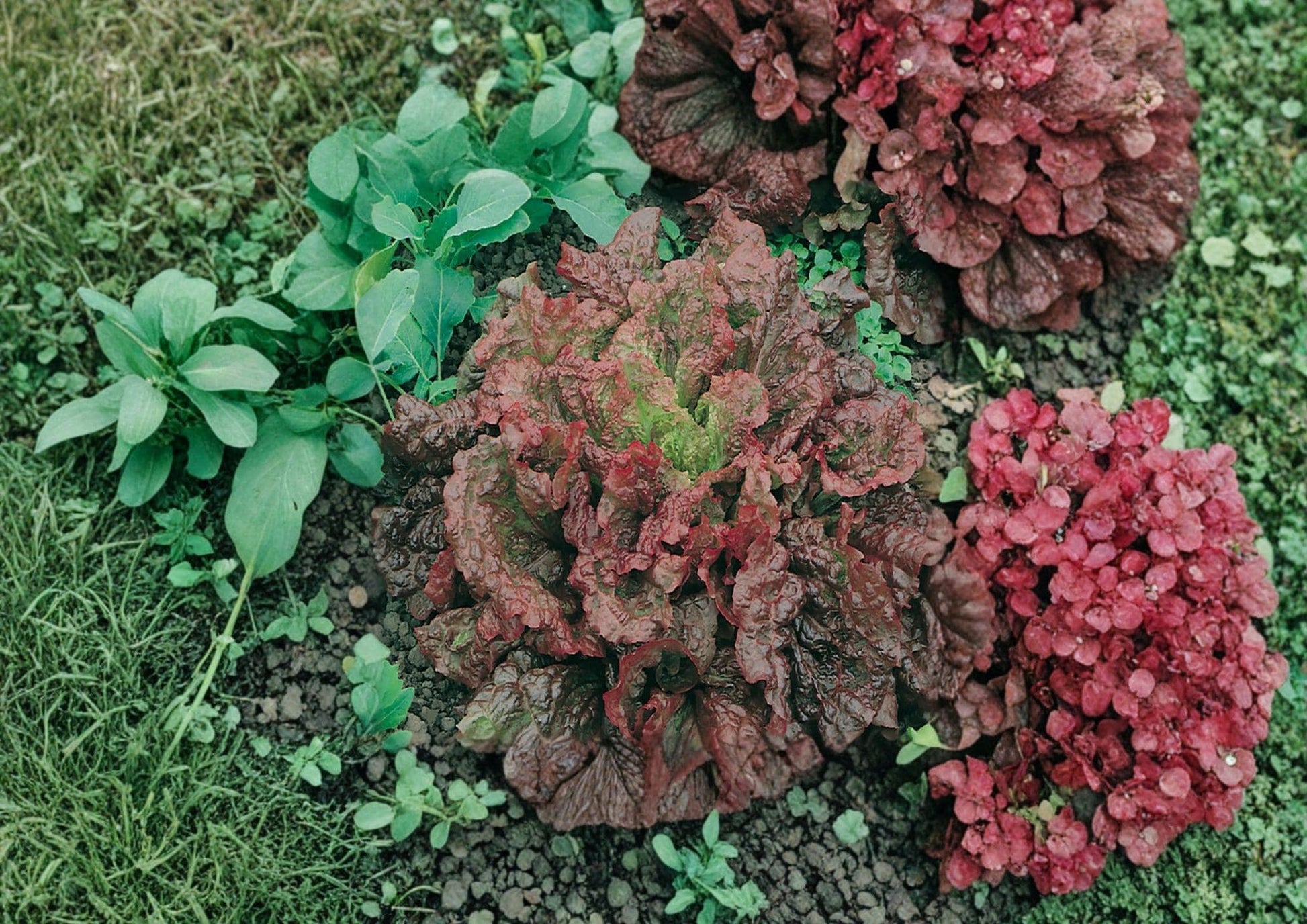 500+ Ruby Red Lettuce Seeds, Heirloom Loose-Leaf Salad Greens, Deep Red Lettuce Vegetable Seeds for Garden Planting
